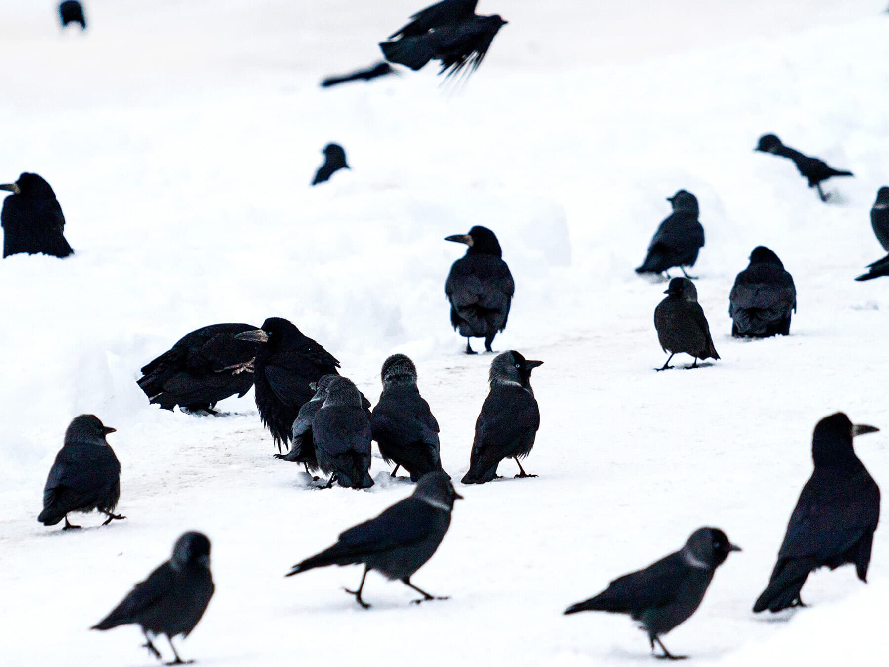 Murder of crows