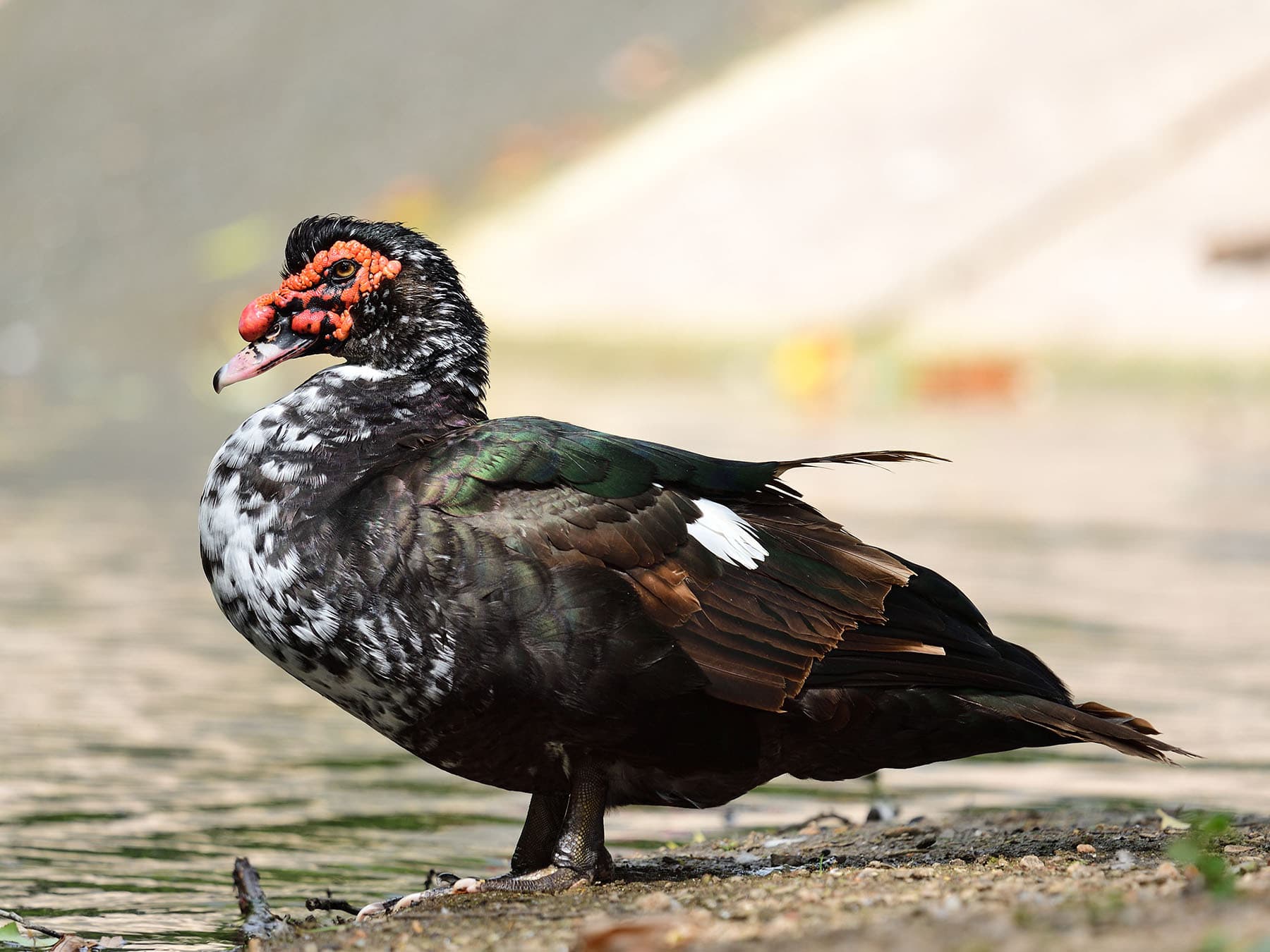 Muscovy Duck