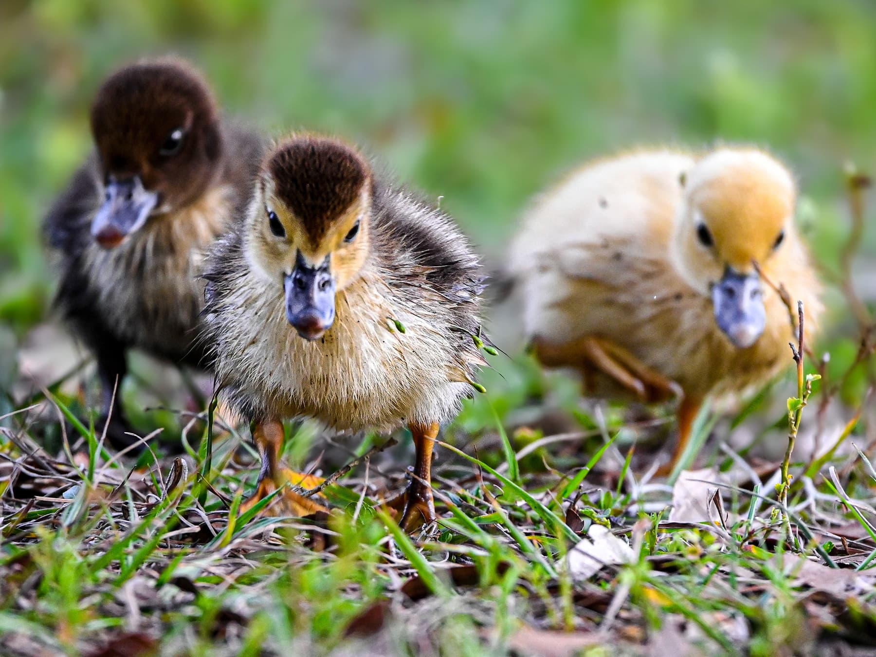 Muscovy ducklings foraging