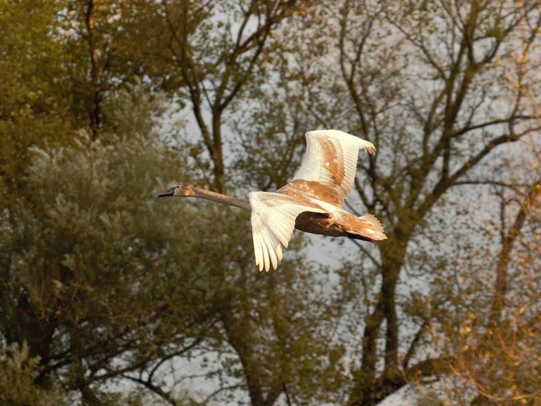 Mute cygnet in flight