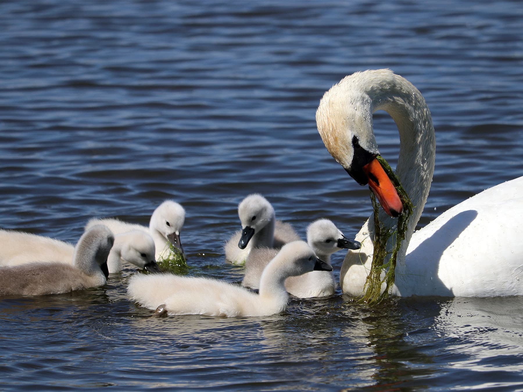 Mute swan and cygnets feeding on algae