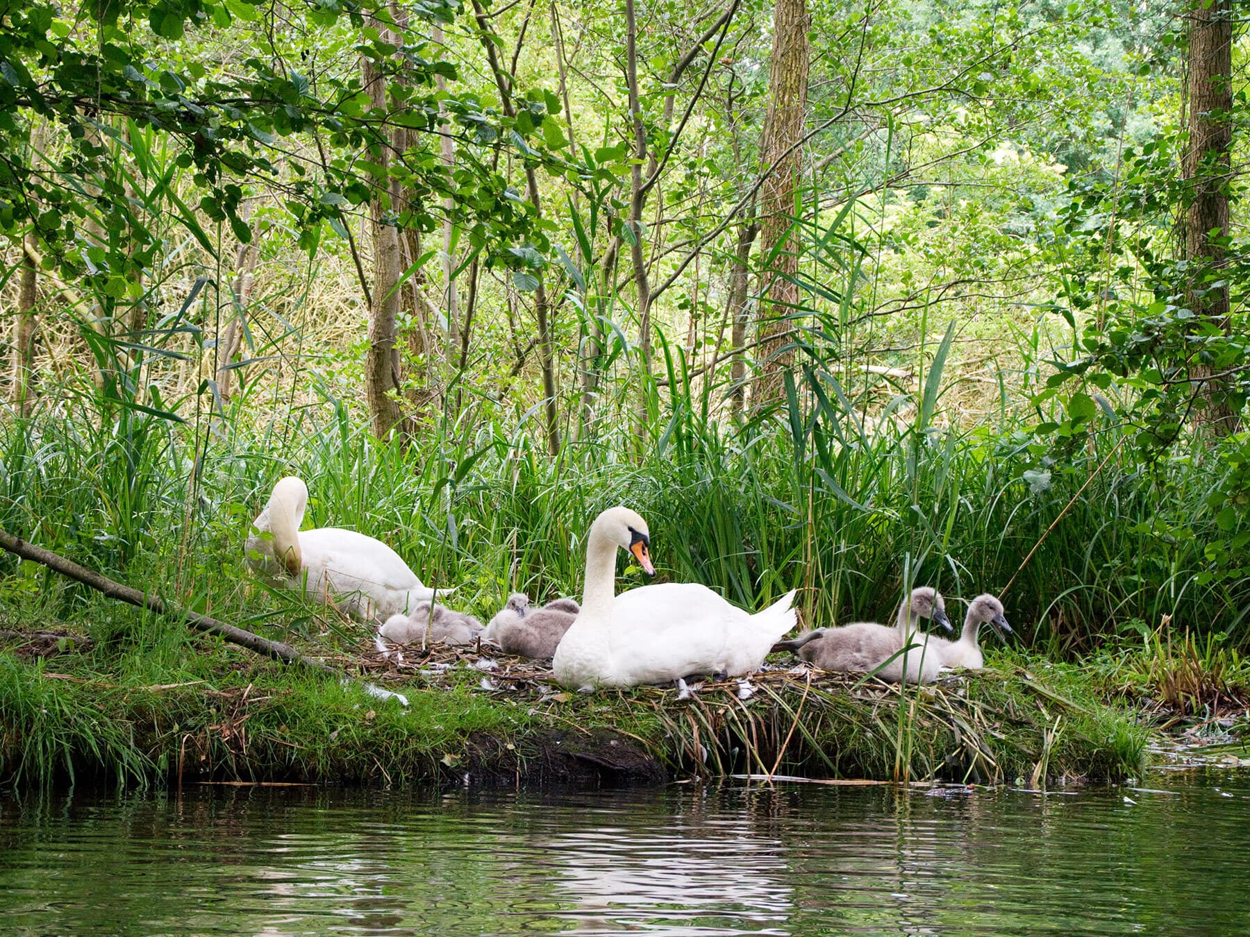 Mute swan family nesting