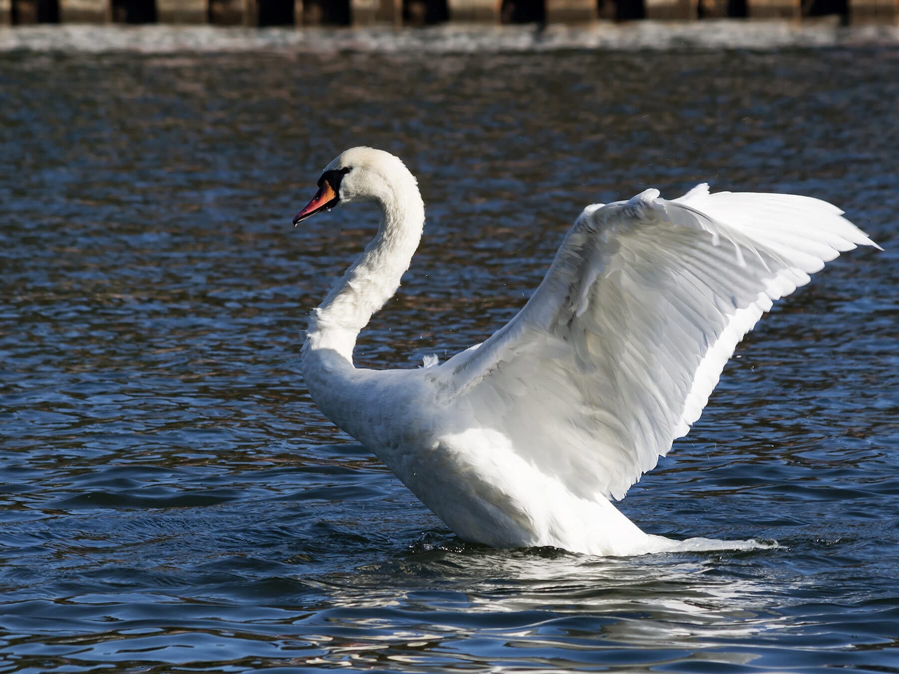 Mute swan flapping wings
