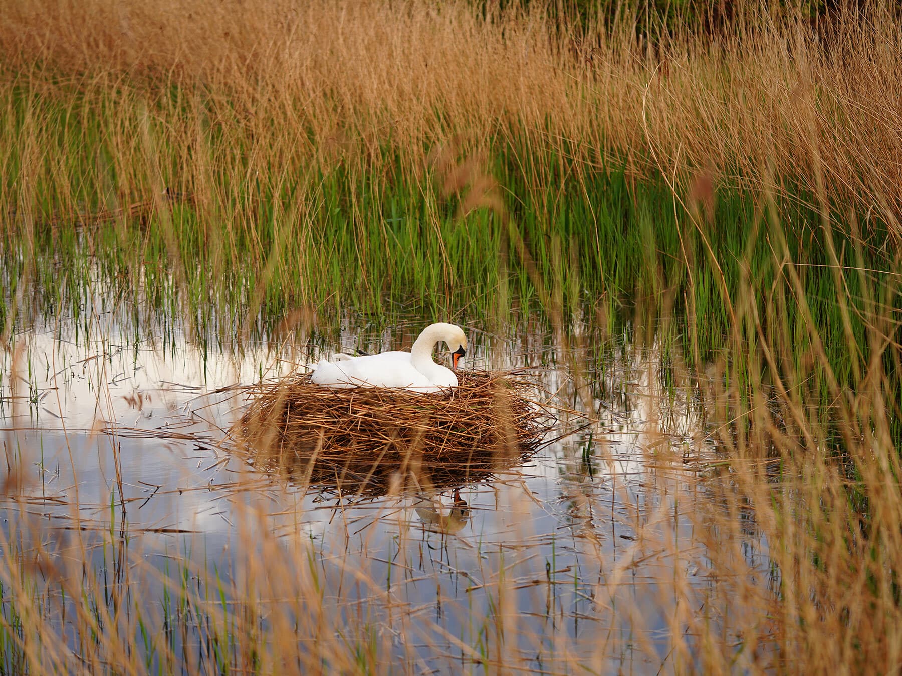 Mute swan sat on nest
