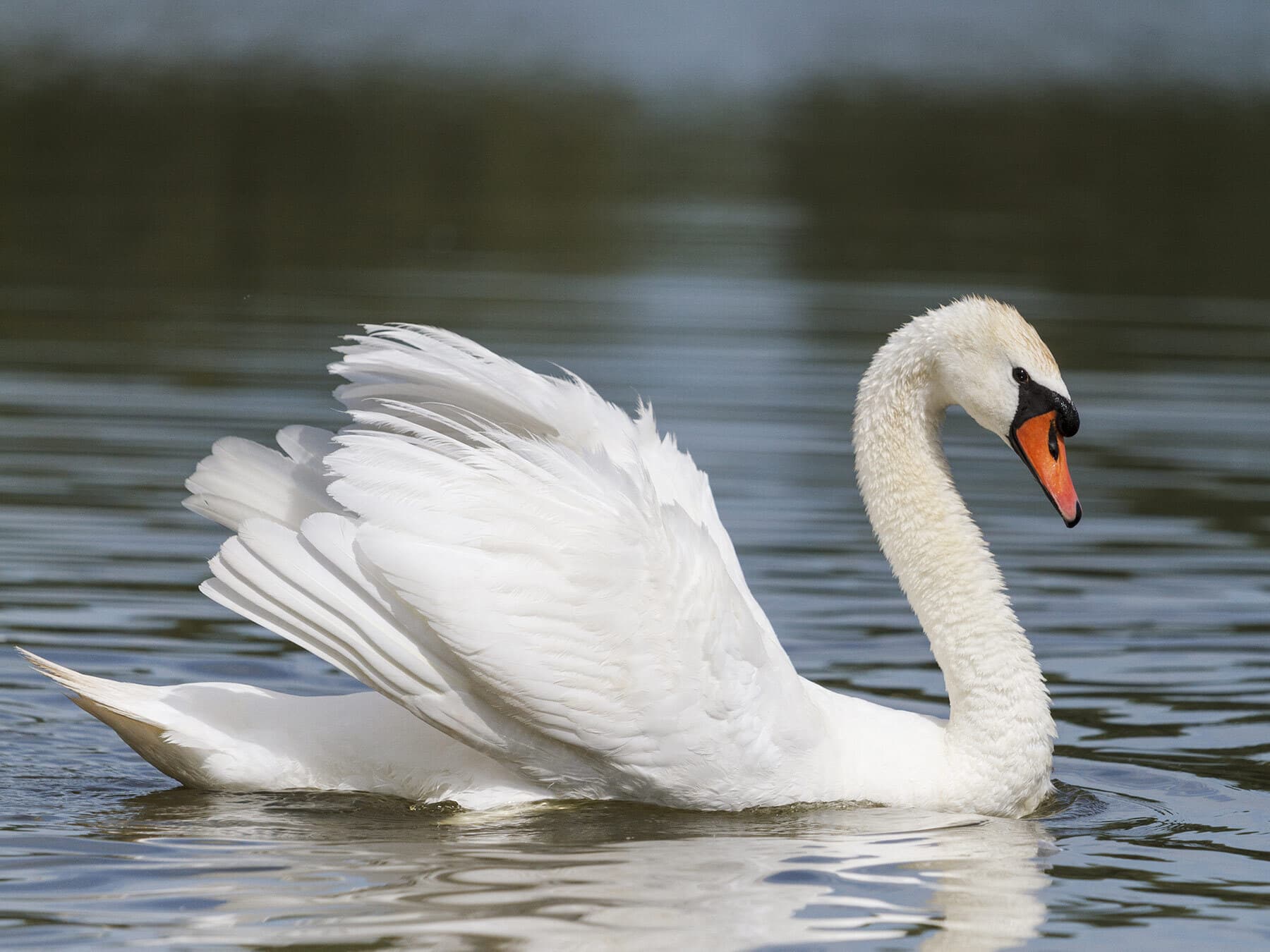 Mute swan swimming