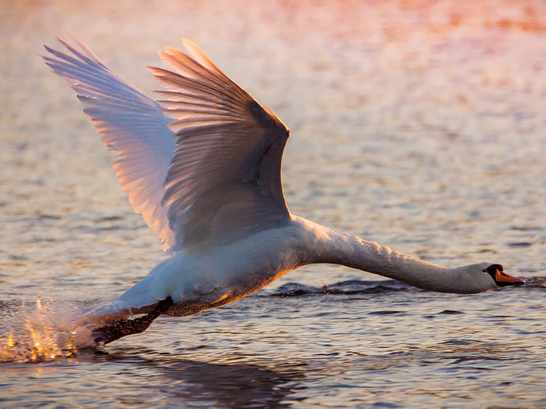 Mute swan taking off