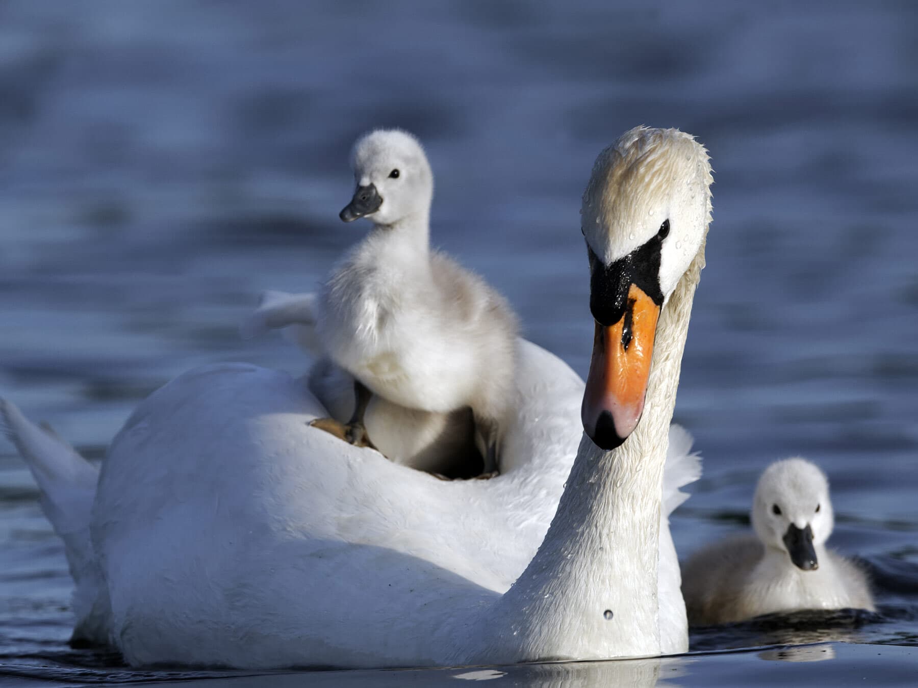 Mute swan with cygnets
