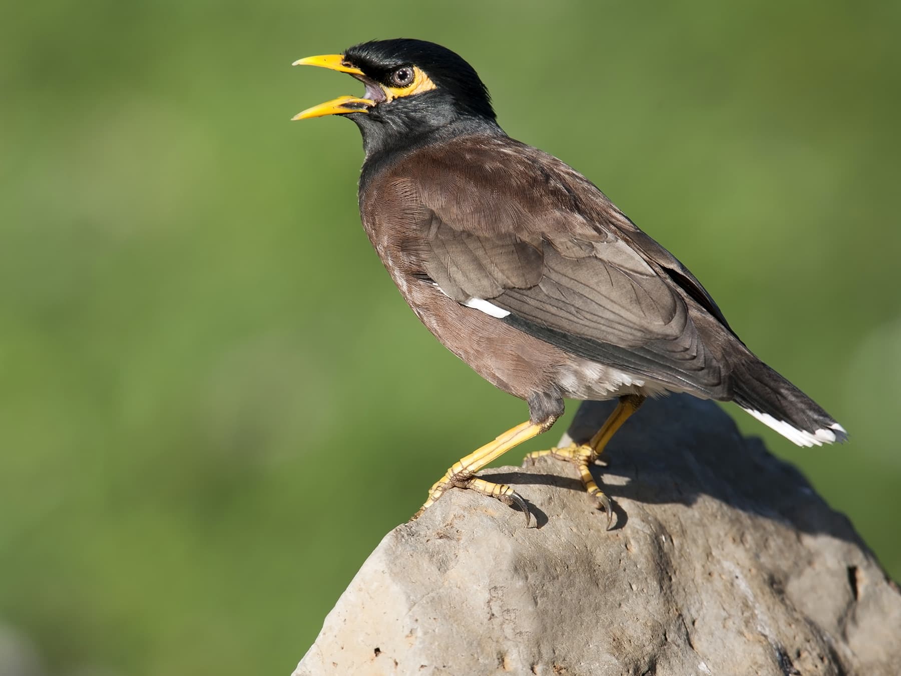 Myna bird standing on rock calling