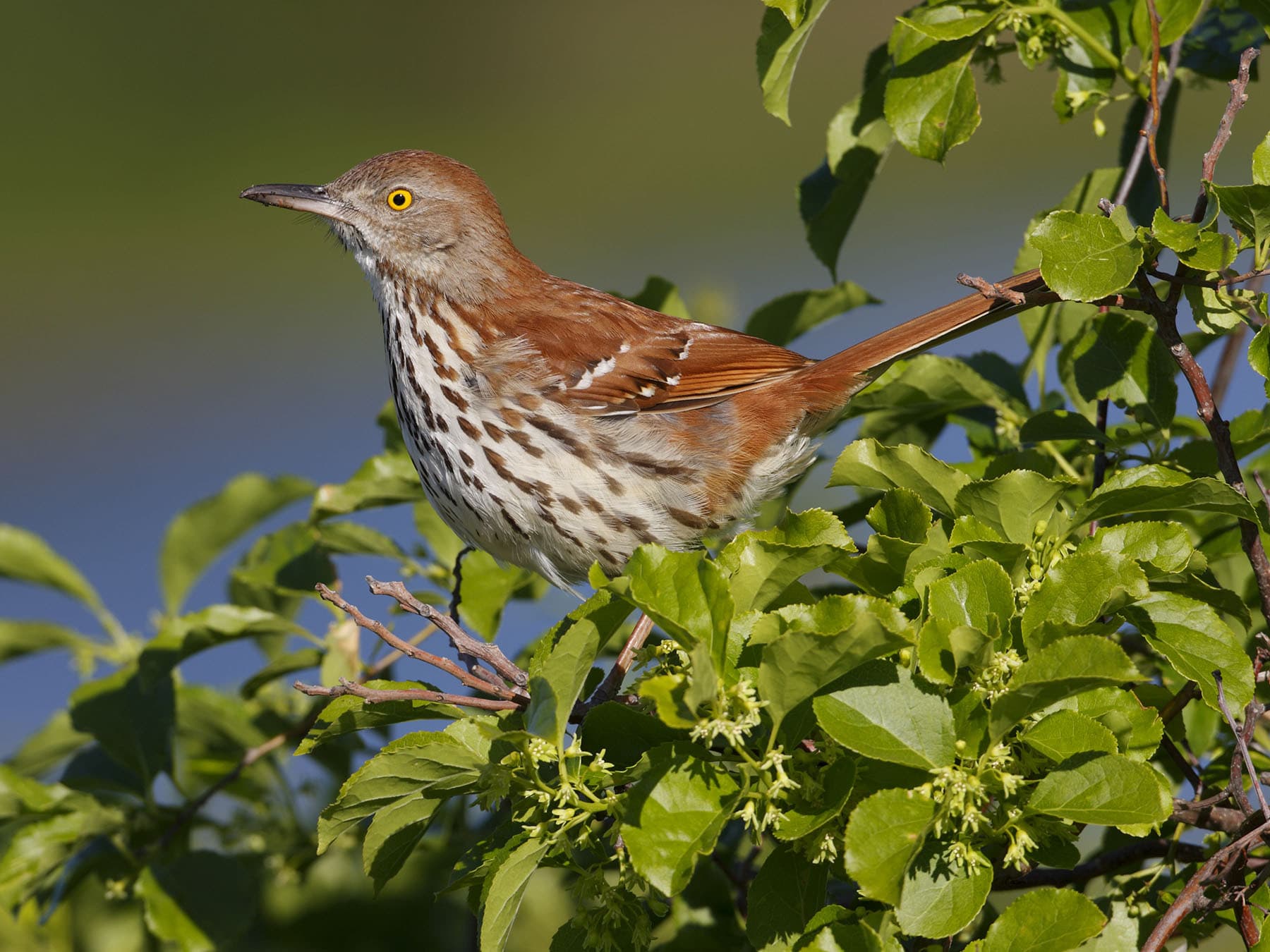 Nesting brown thrasher