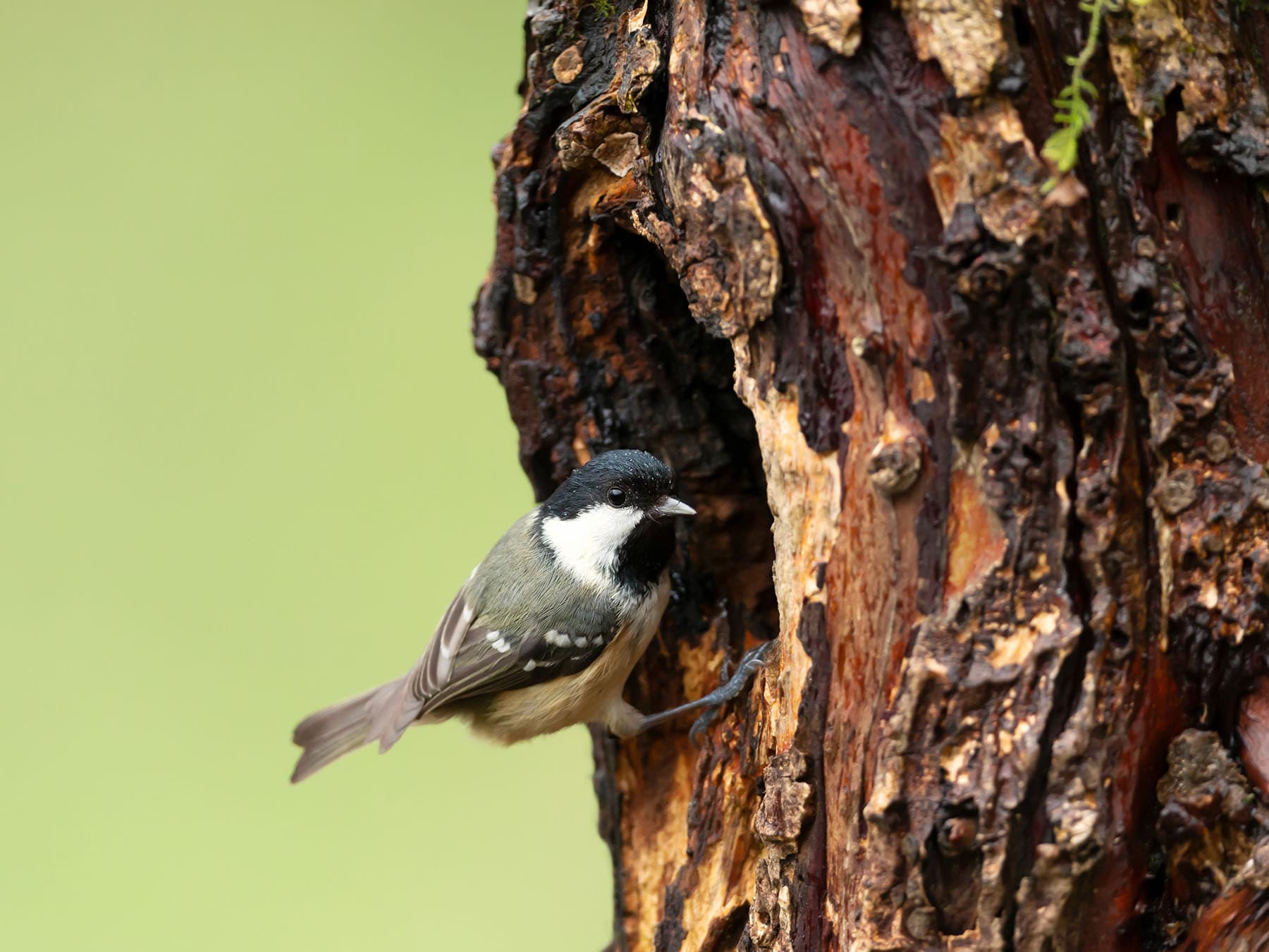 Nesting coal tit
