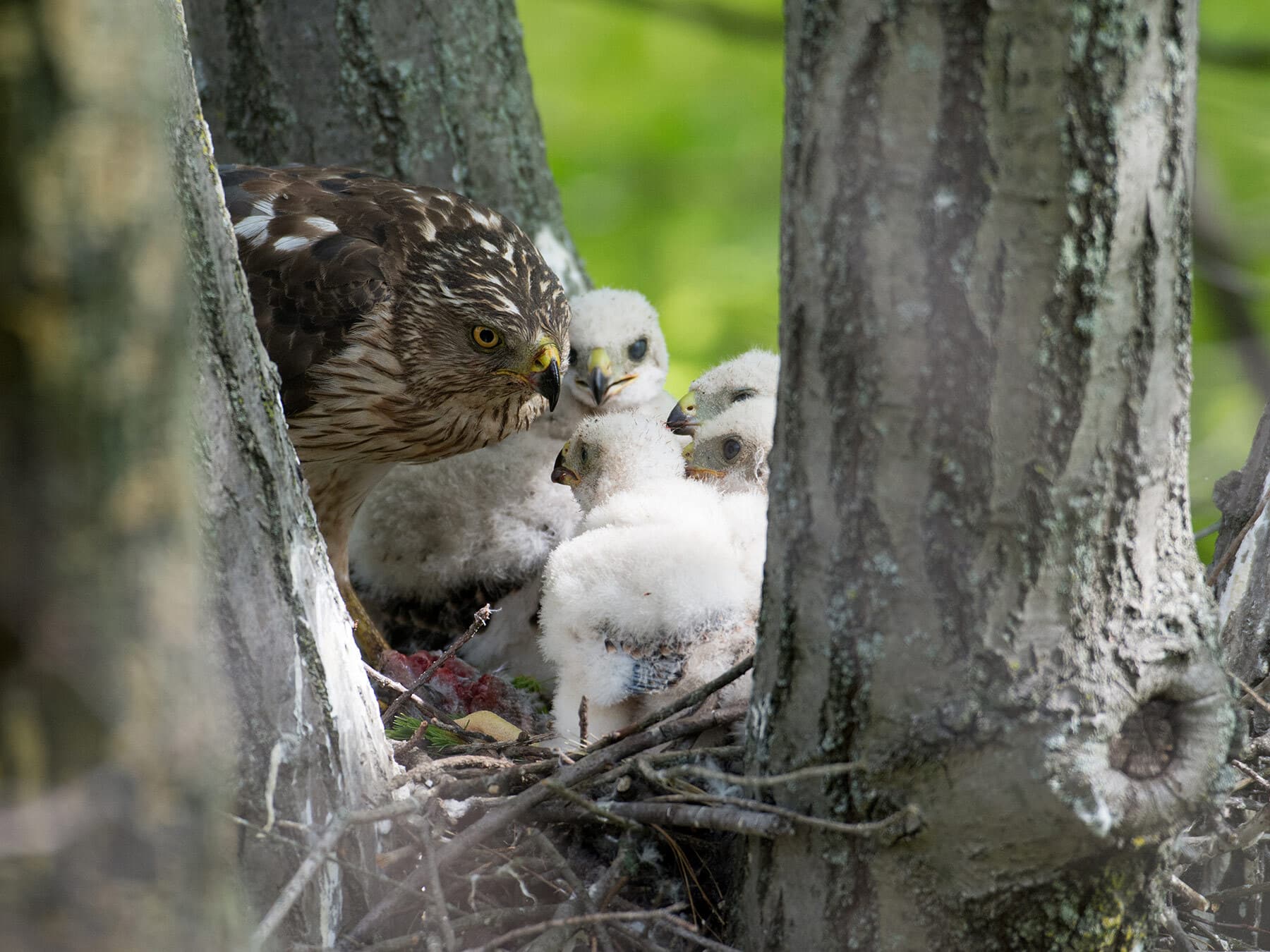 A parent still in brown first-year plumage at its stick nest with downy white chicks