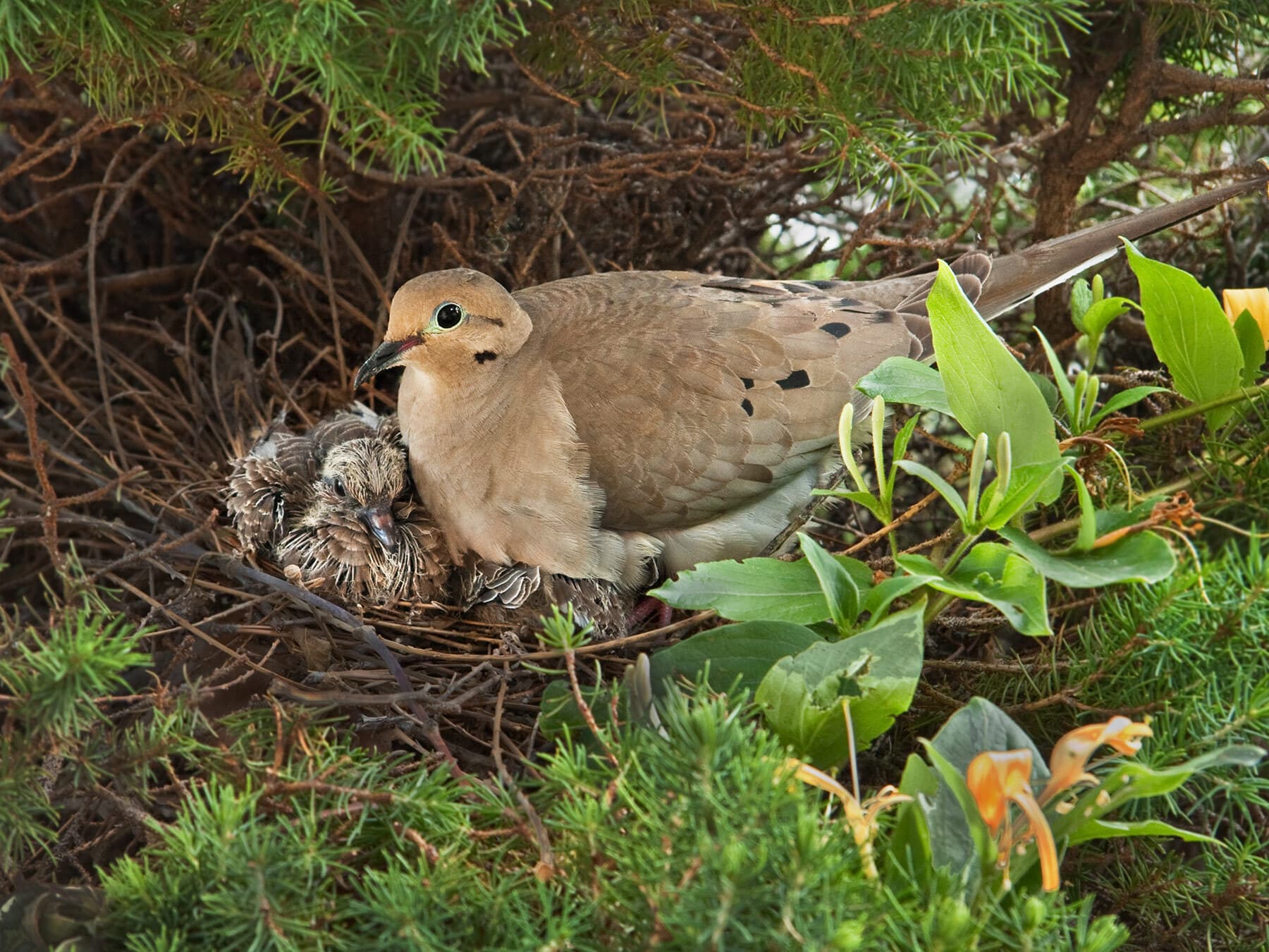 Nesting female mourning dove