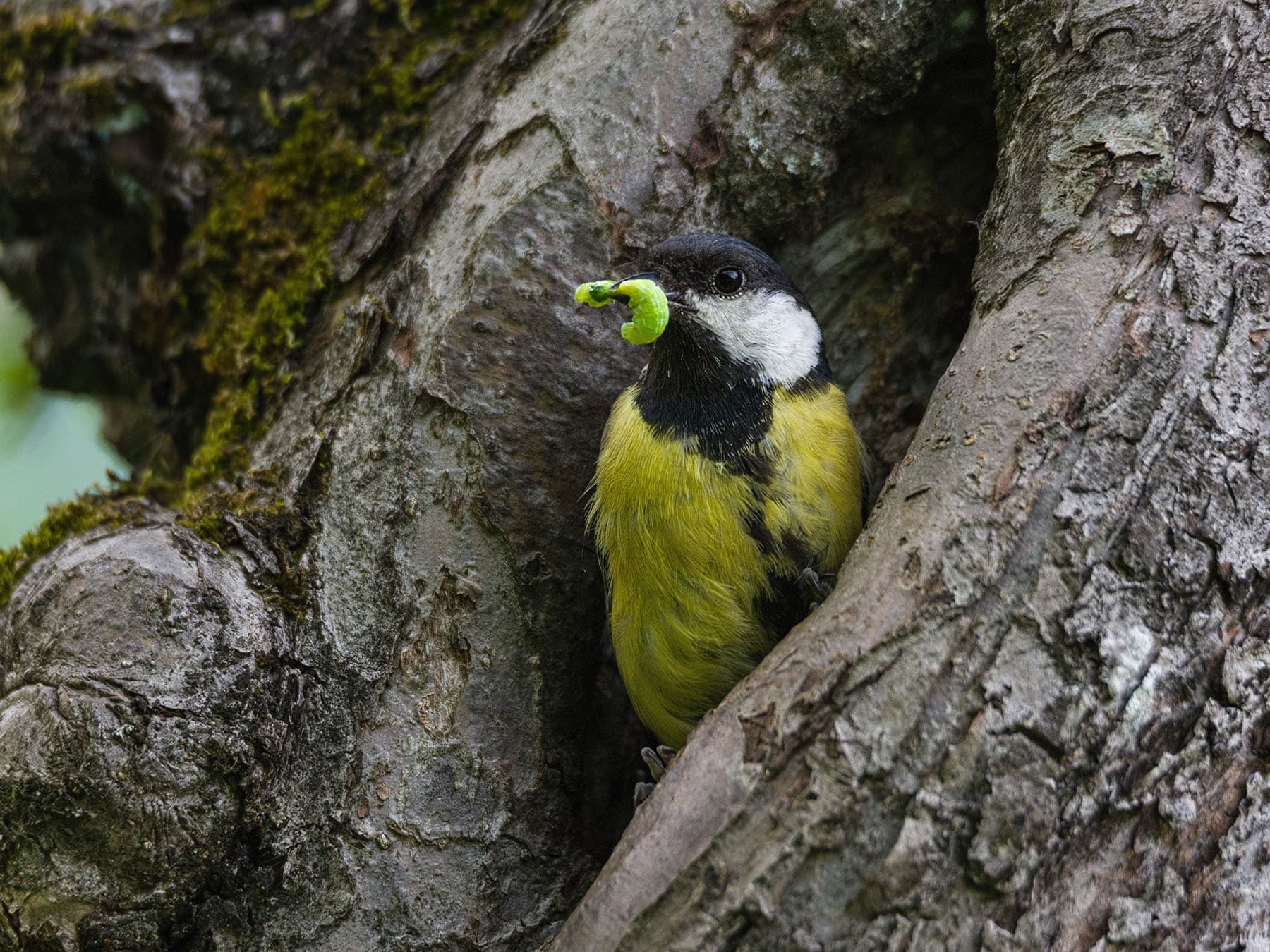Great Tit Nesting (Location, Behaviour + Eggs)