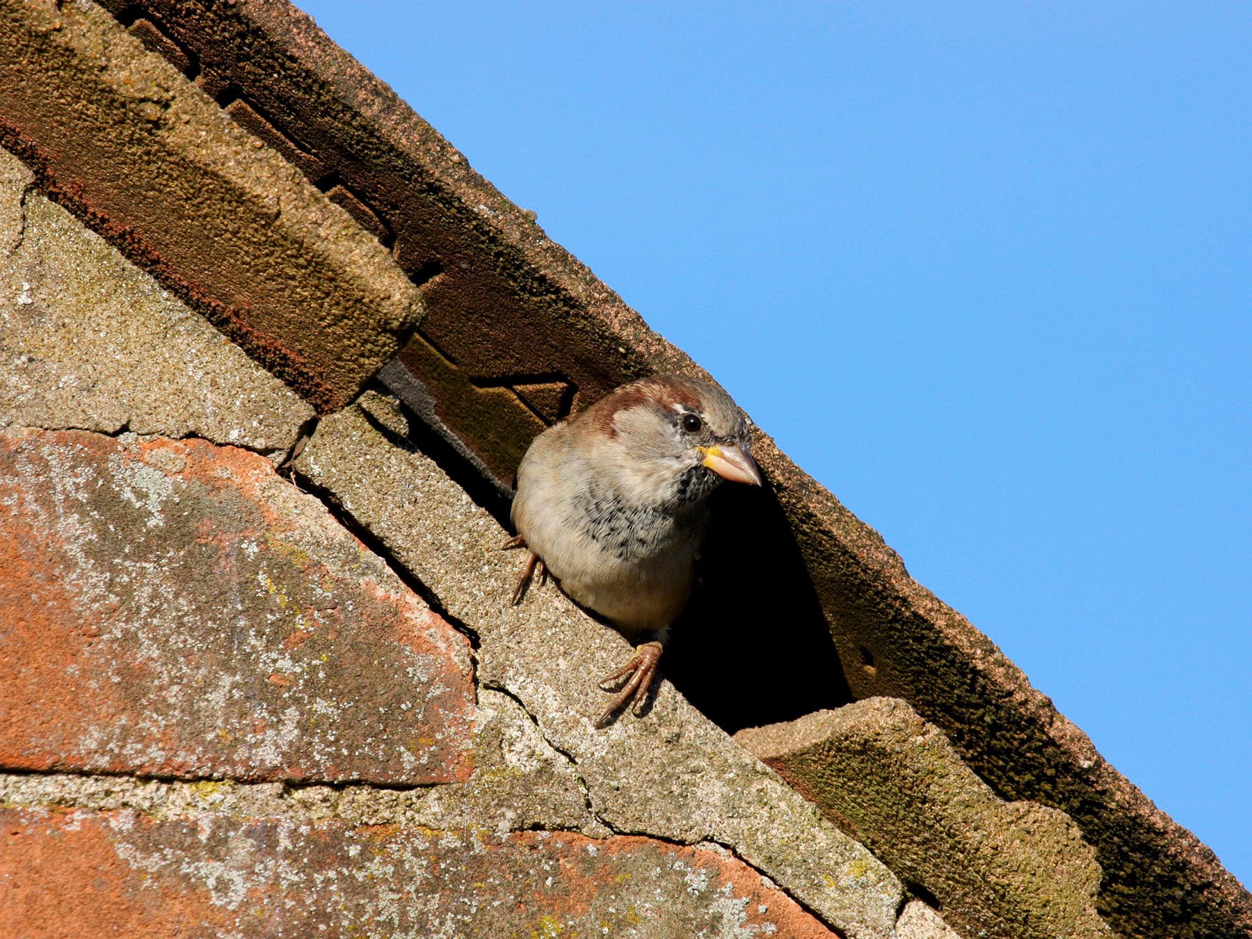 Nesting house sparrow