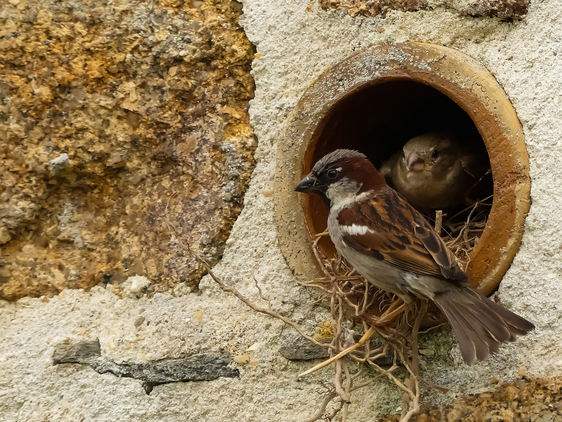 Nesting house sparrows