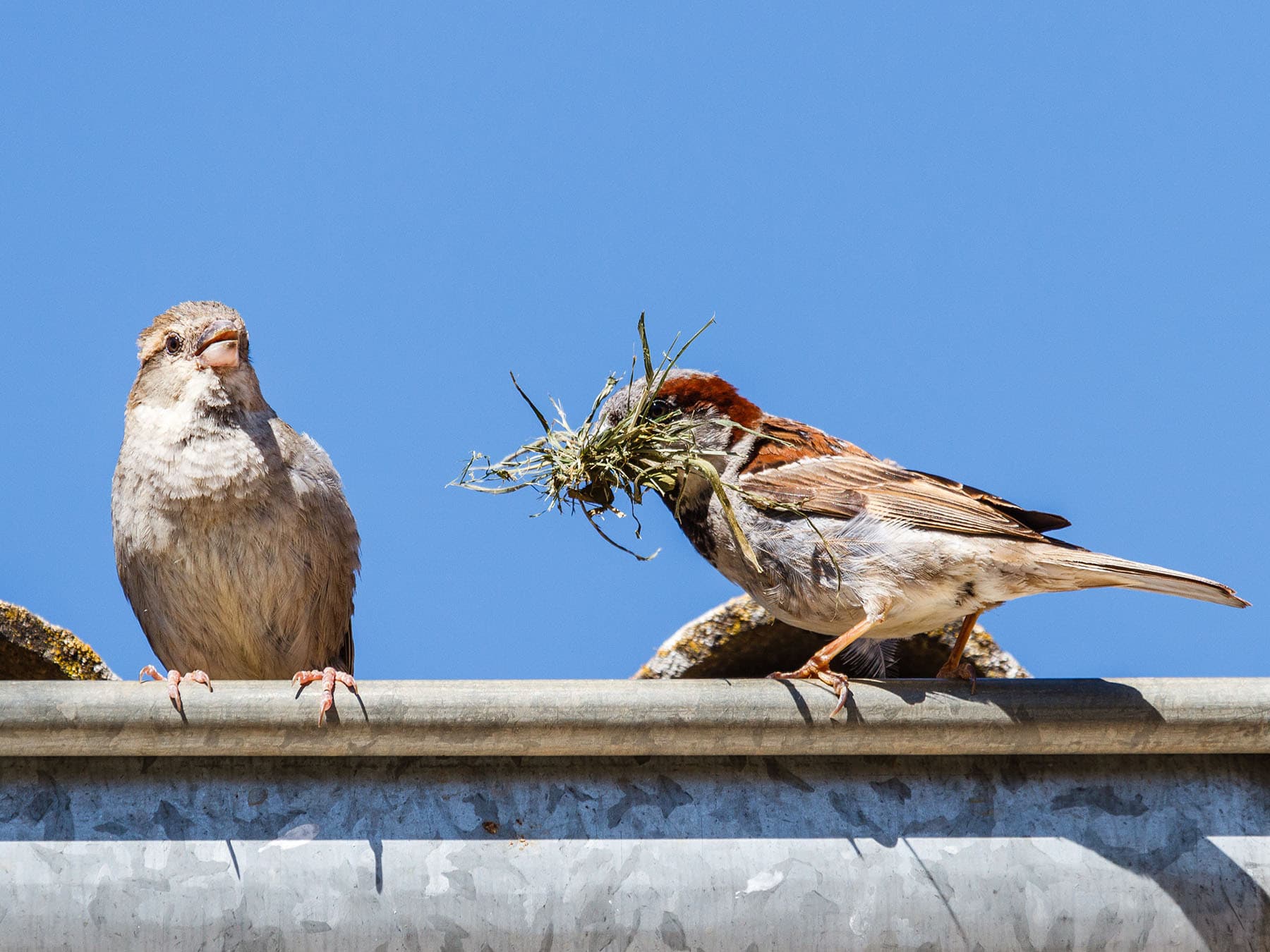 Nesting house sparrows