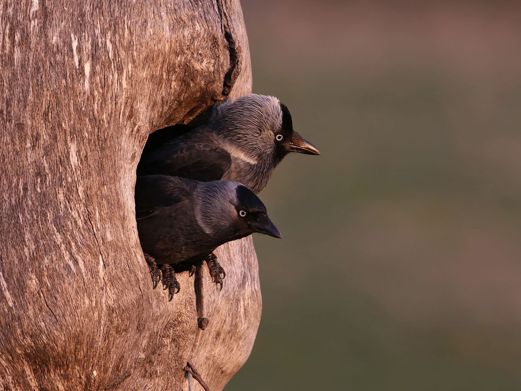 Nesting jackdaws