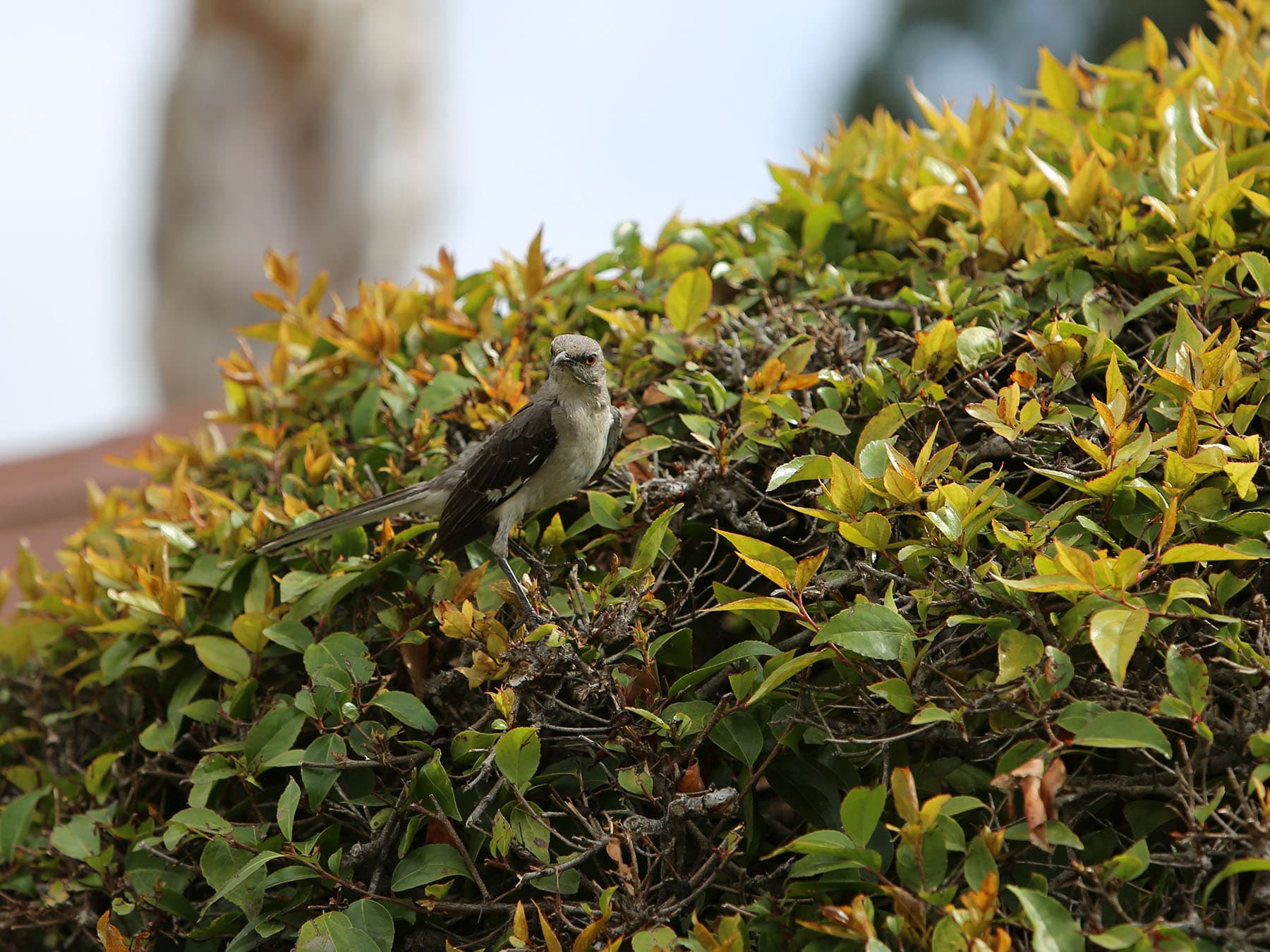Nesting northern mockingbird