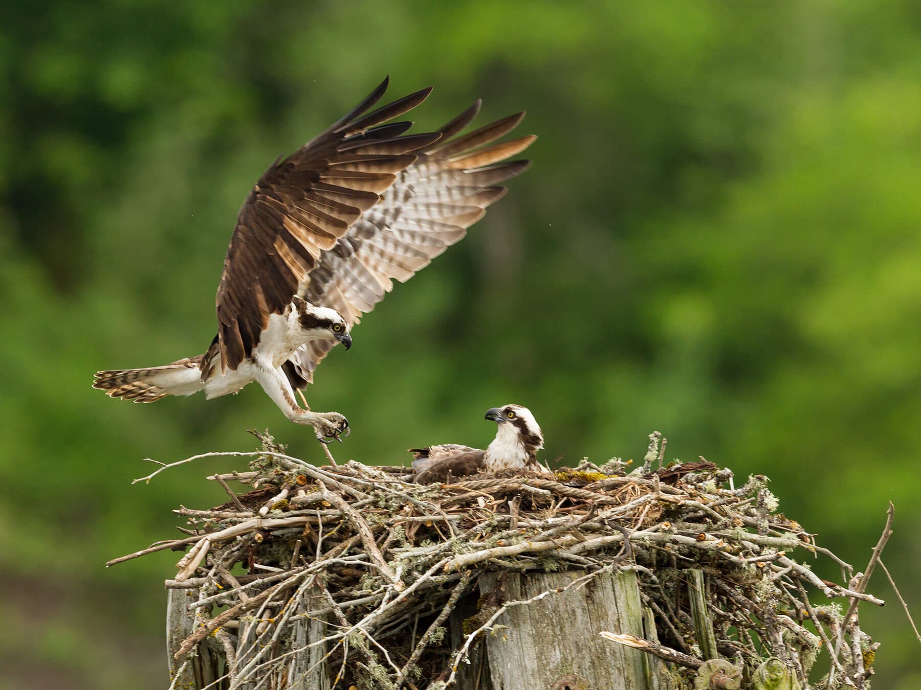 Nesting ospreys