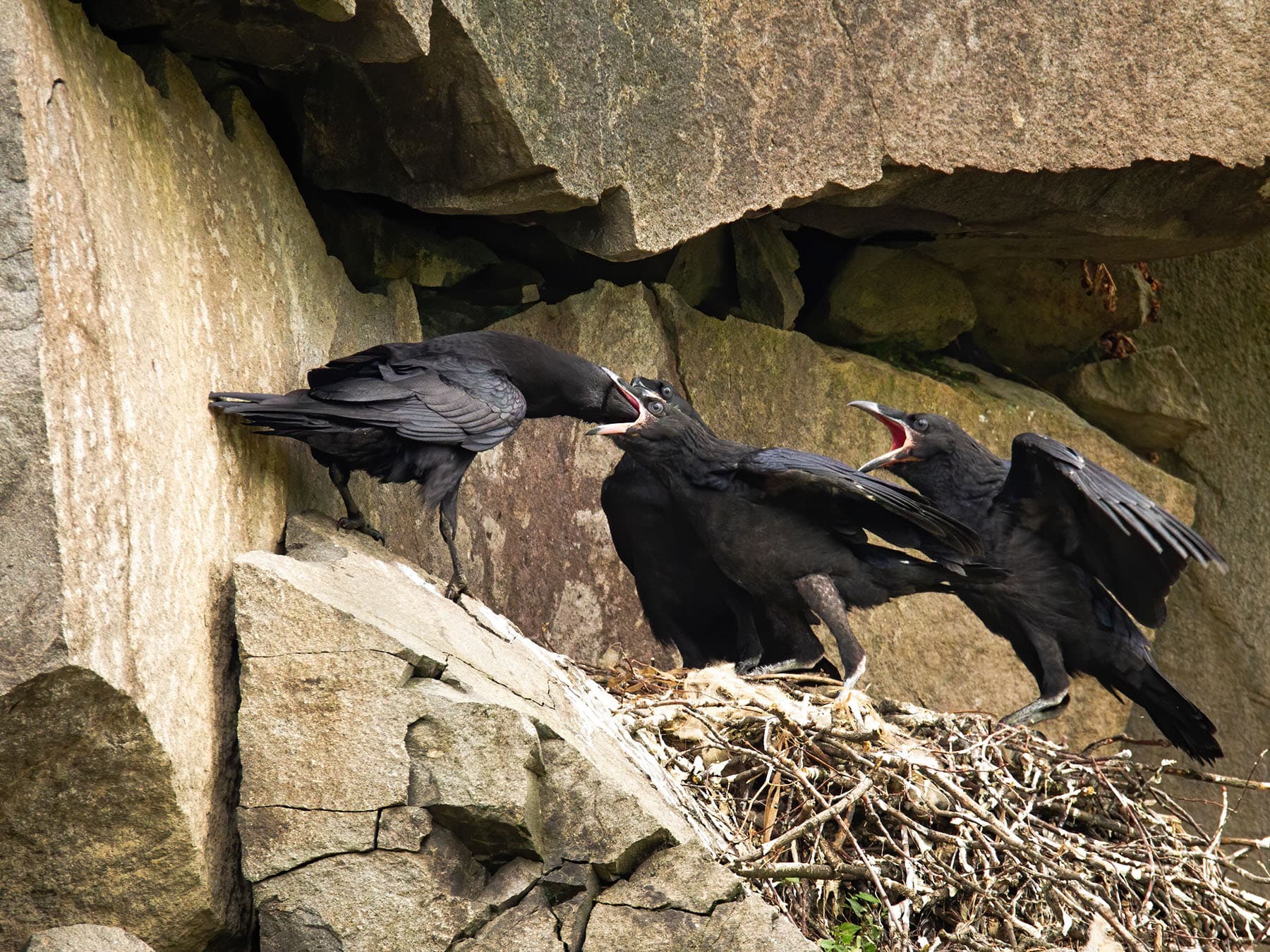 Nesting ravens