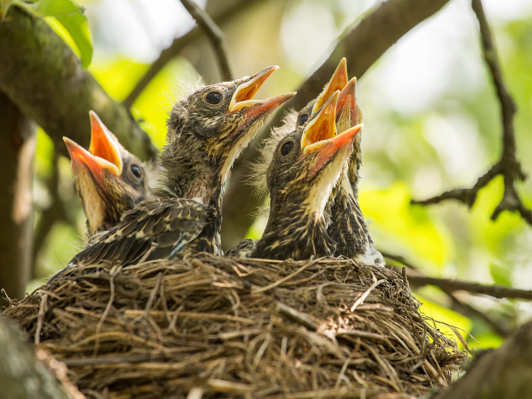 Nestlings