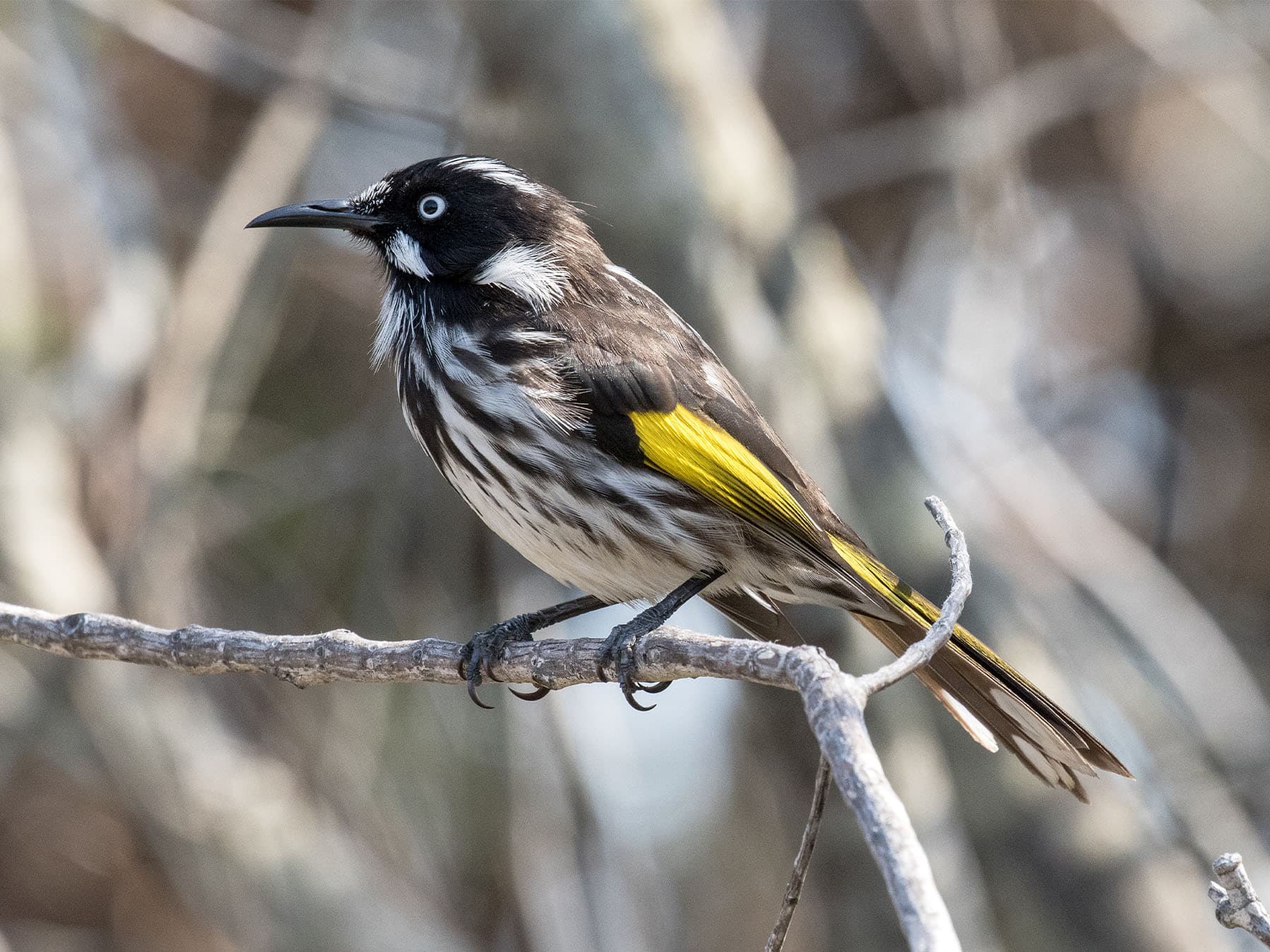 New Holland Honeyeater