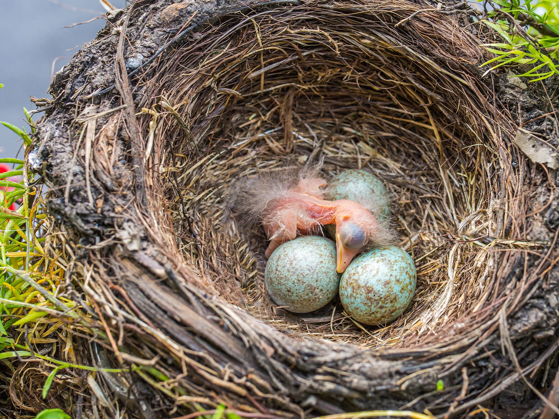 Newly hatched Blackbird chicks in the nest, beside eggs still to hatch