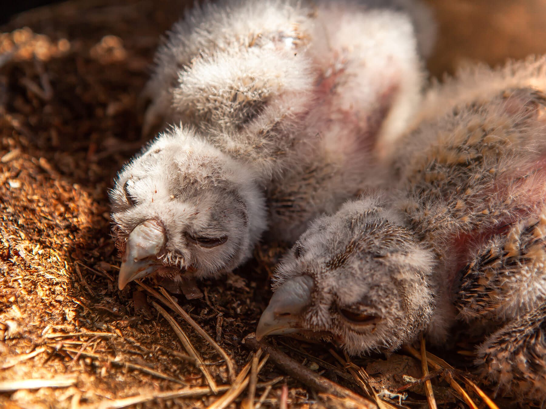 Newly hatched long eared owlets