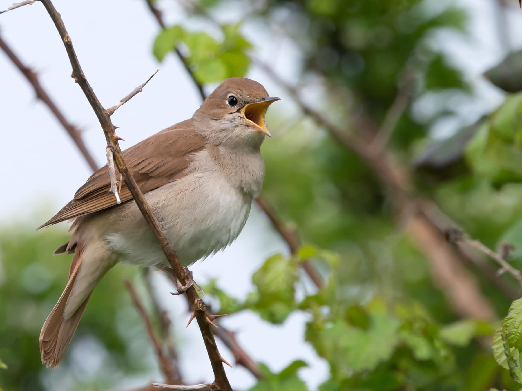 Nightingale singing in thorny thicket