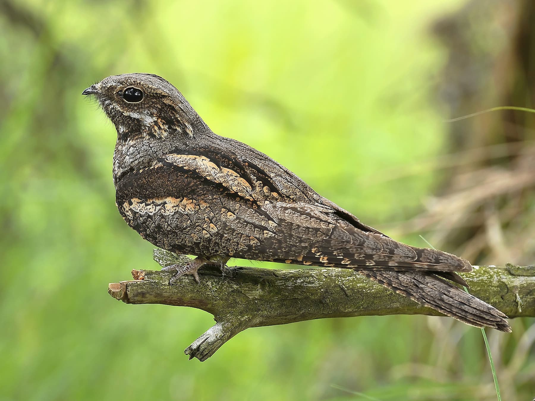 Nightjars