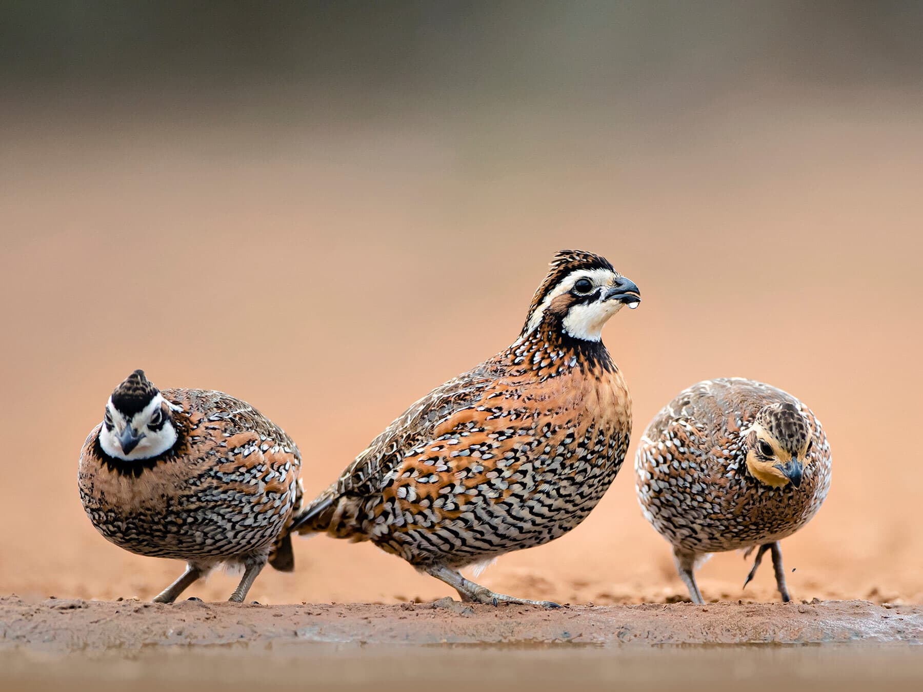 Northern bobwhites drinking