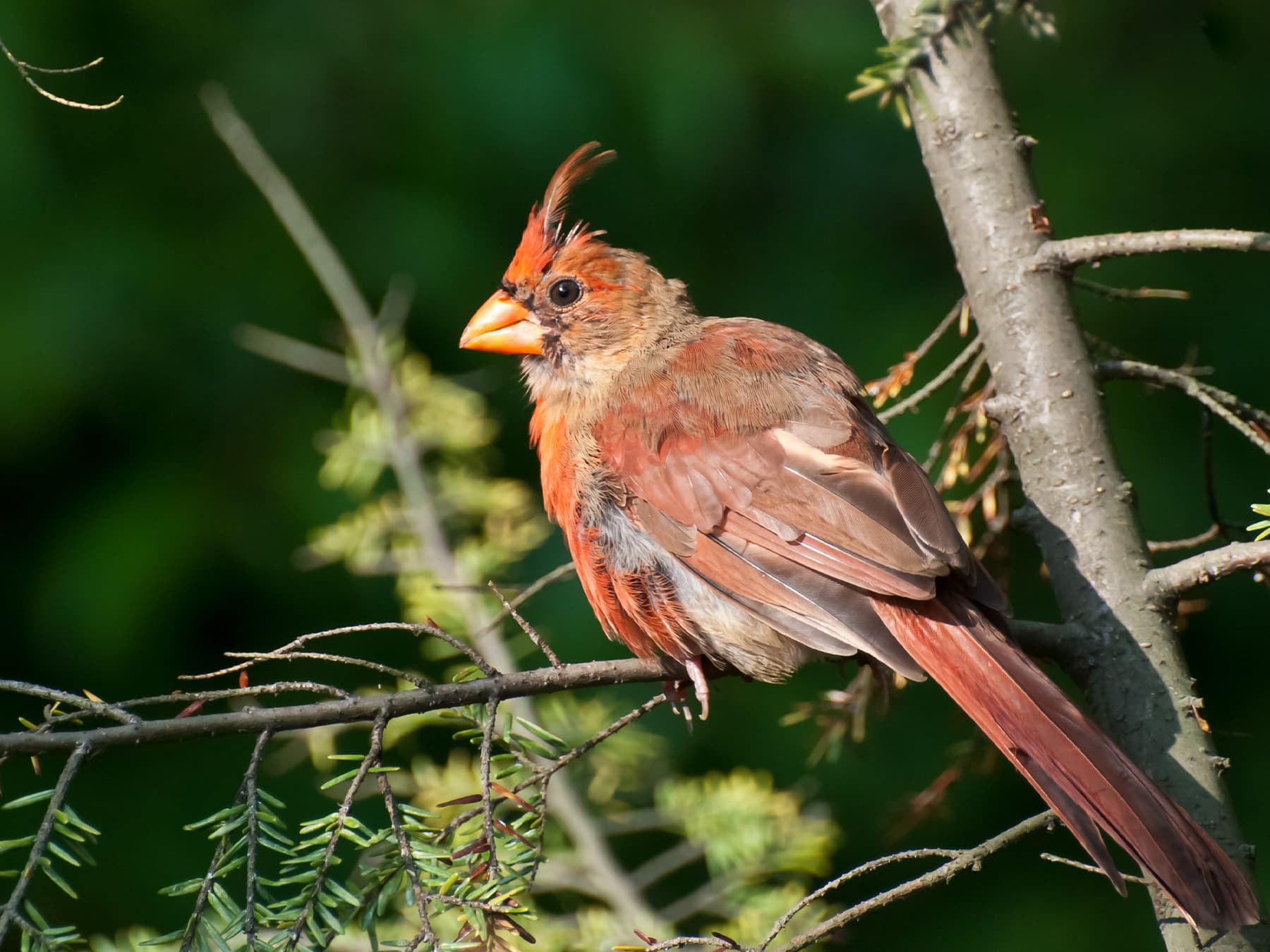 Northern cardinal molting