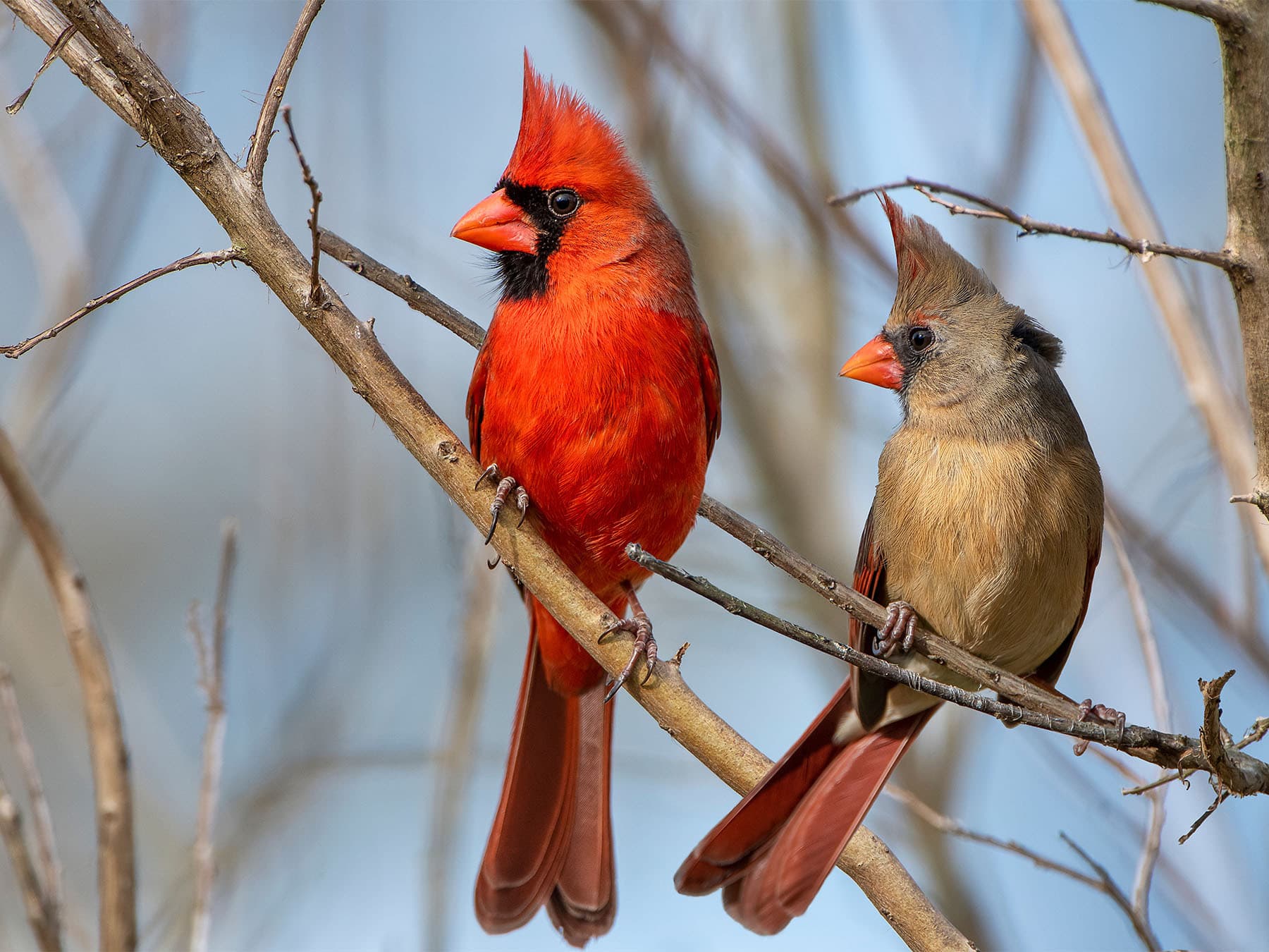 Northern cardinal pair perching on branch