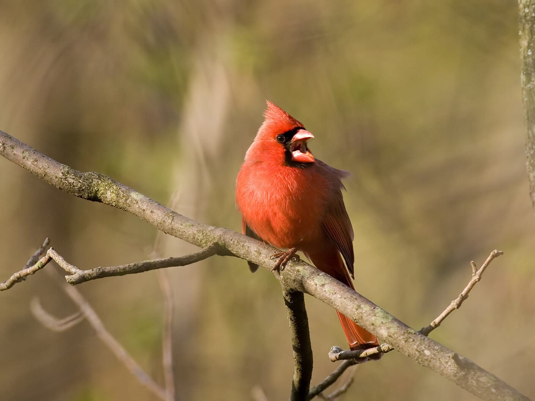 A male Northern Cardinal singing from a branch
