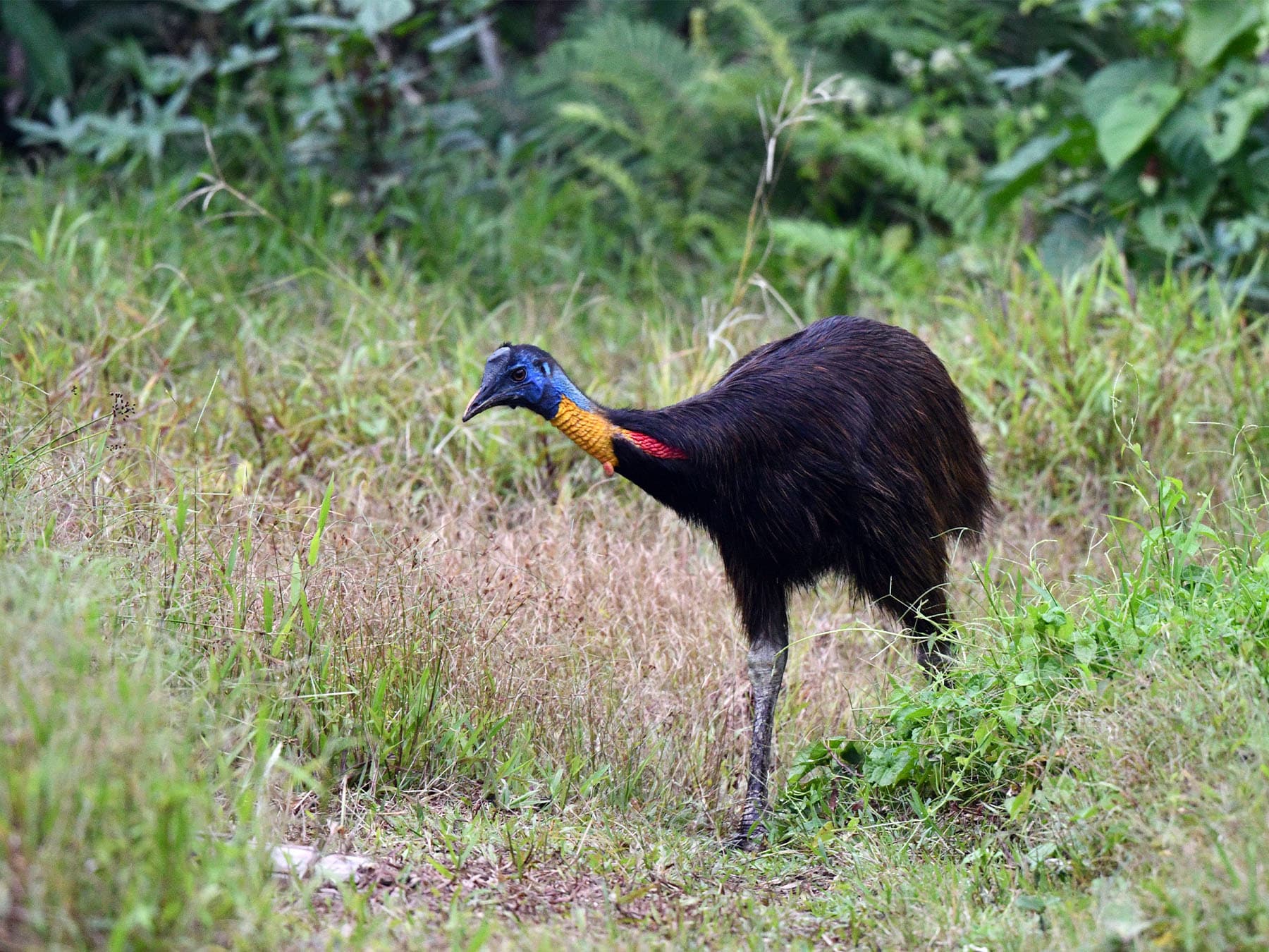 Northern Cassowary