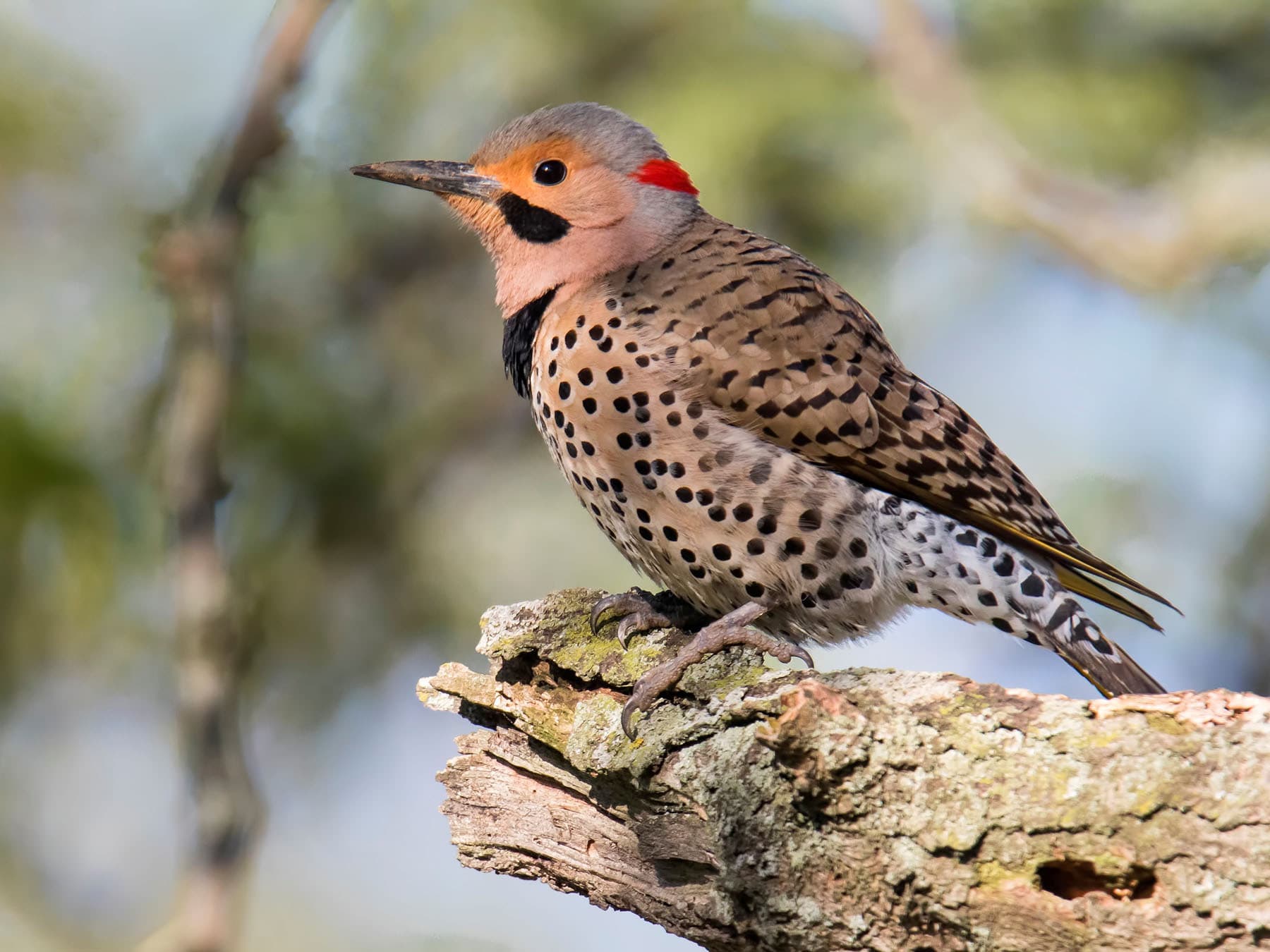Northern flicker close up