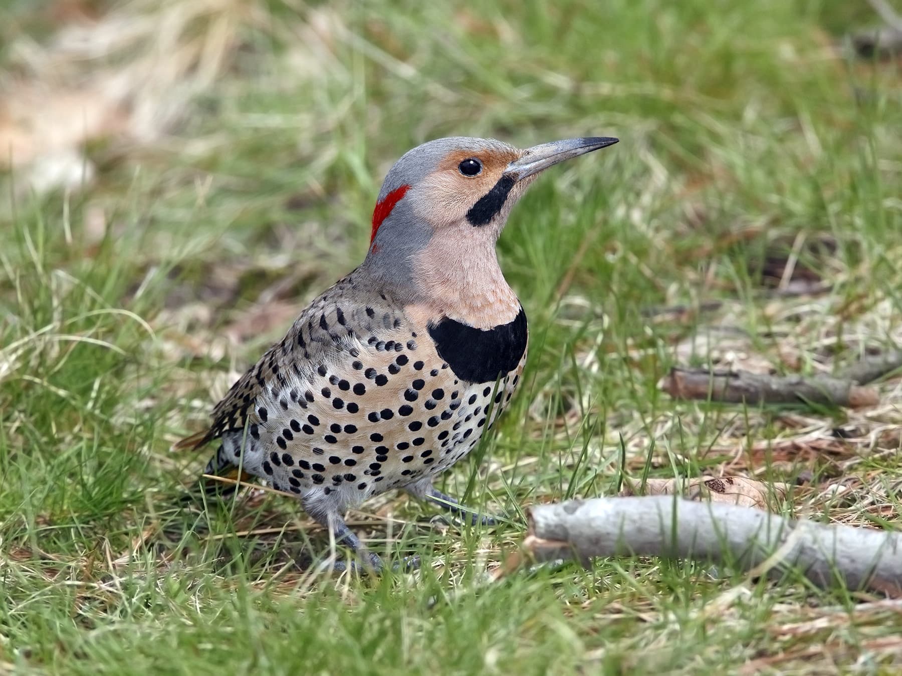 Northern flicker foraging on the ground