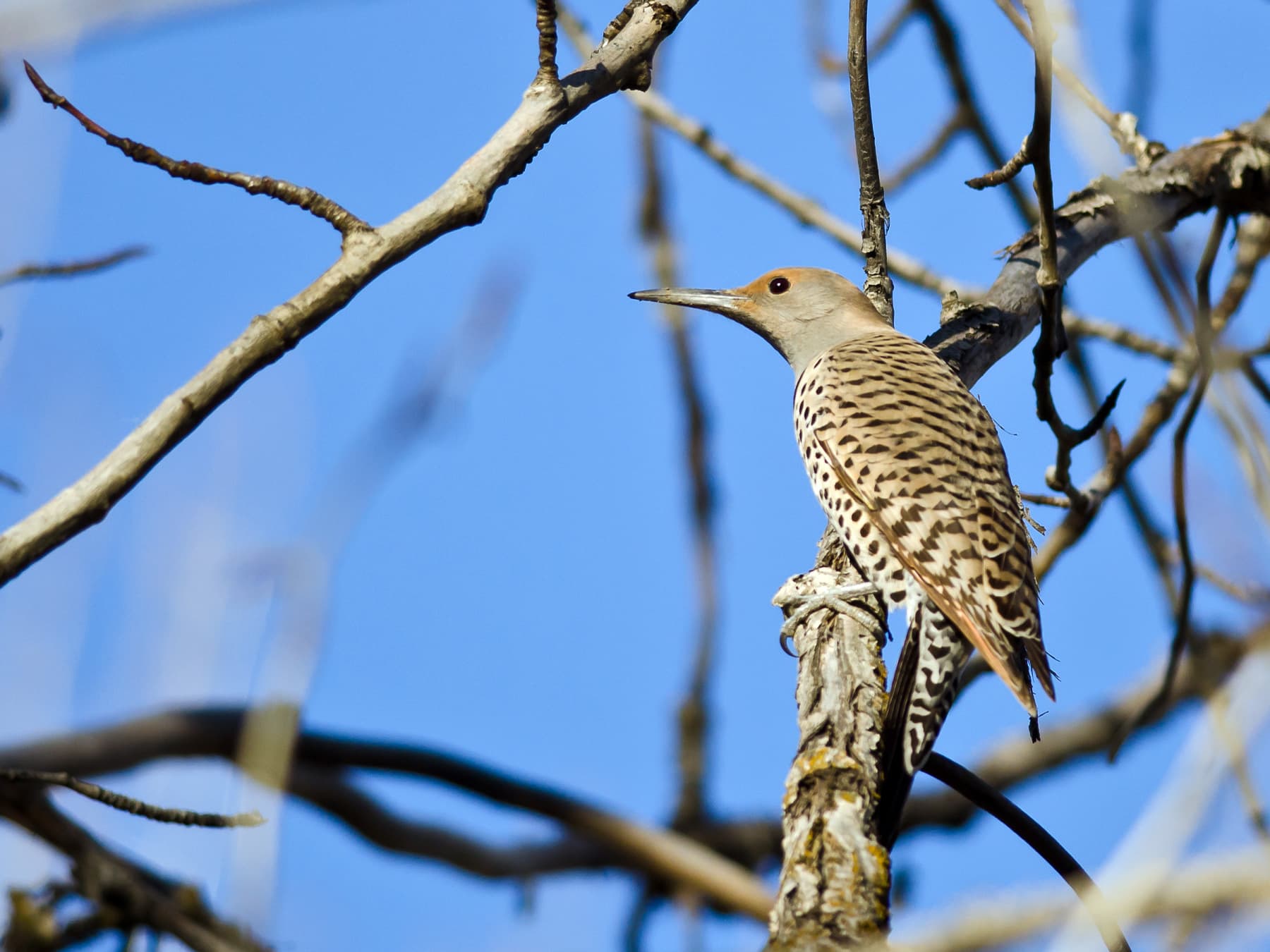 Northern flicker resting on branch