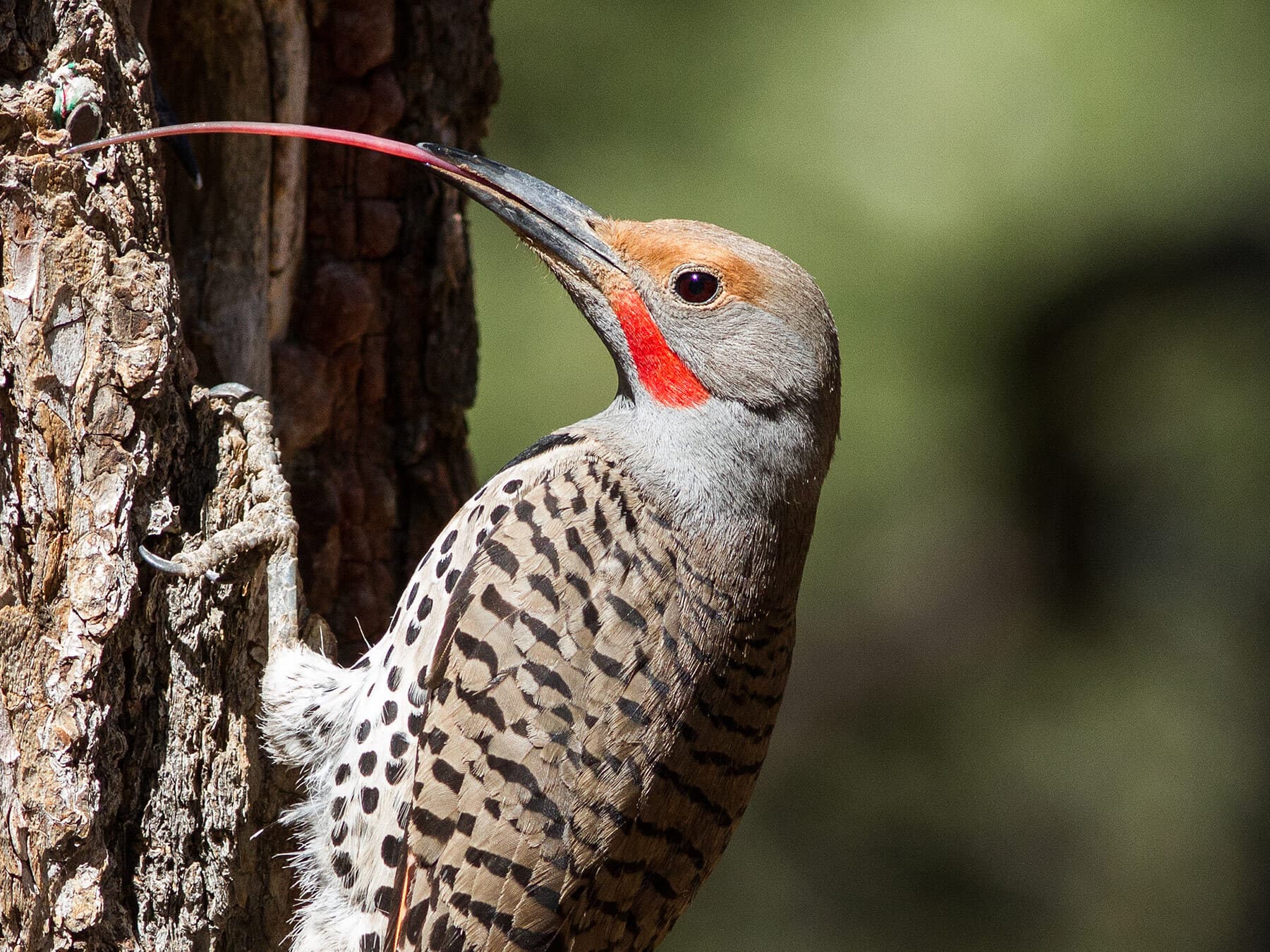 Northern flicker tongue