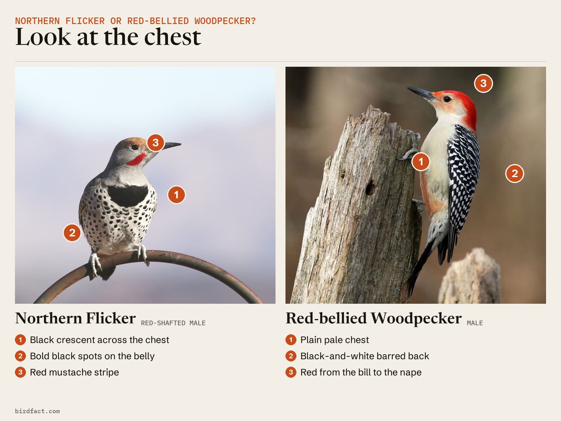 Comparison card, photos of a Northern Flicker (red-shafted male) on the left and a Red-bellied Woodpecker (male) on the right, headed 'Look at the chest'. Northern Flicker: black crescent across the chest; bold black spots on the belly; red mustache stripe. Red-bellied Woodpecker: plain pale chest; black-and-white barred back; red from the bill to the nape.