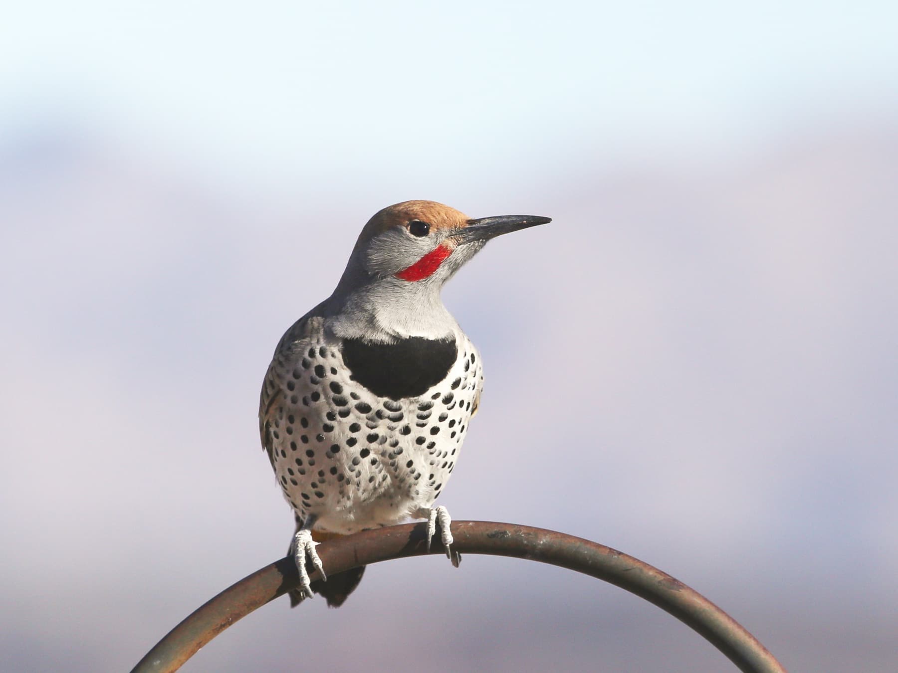 Northern Flicker