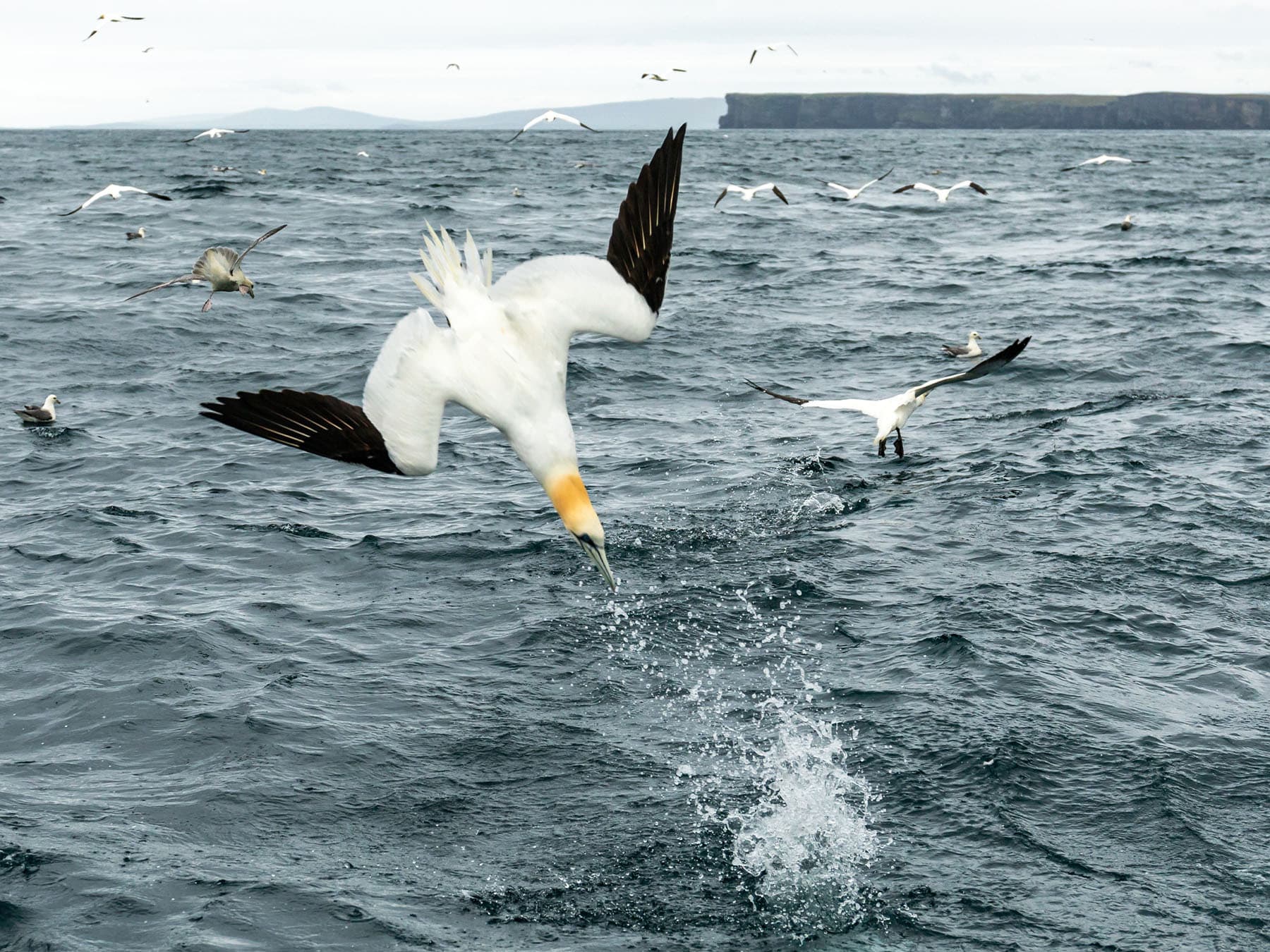 Northern gannet diving for fish