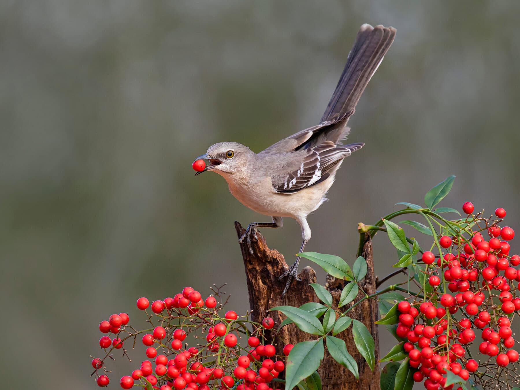 A Northern Mockingbird with a Nandina (heavenly bamboo) berry. Nandina is invasive in the Southeast, and its berries have poisoned Cedar Waxwings.