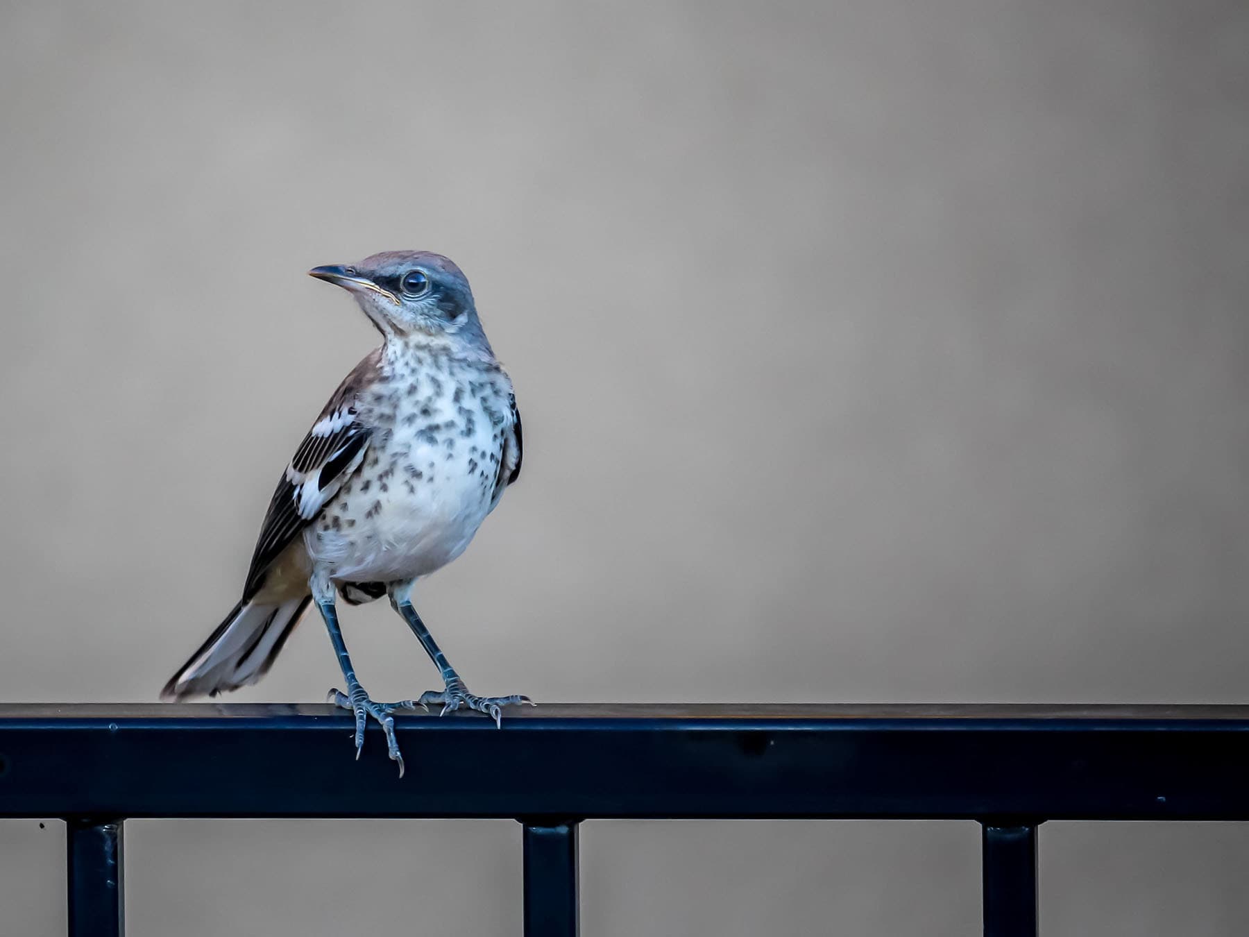 Northern mockingbird fledgling