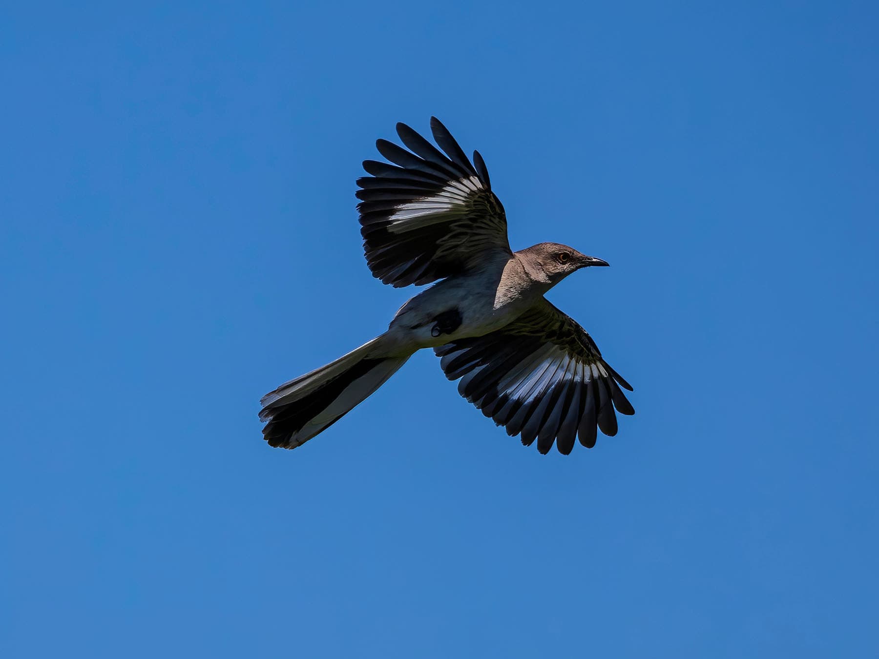Northern mockingbird in flight