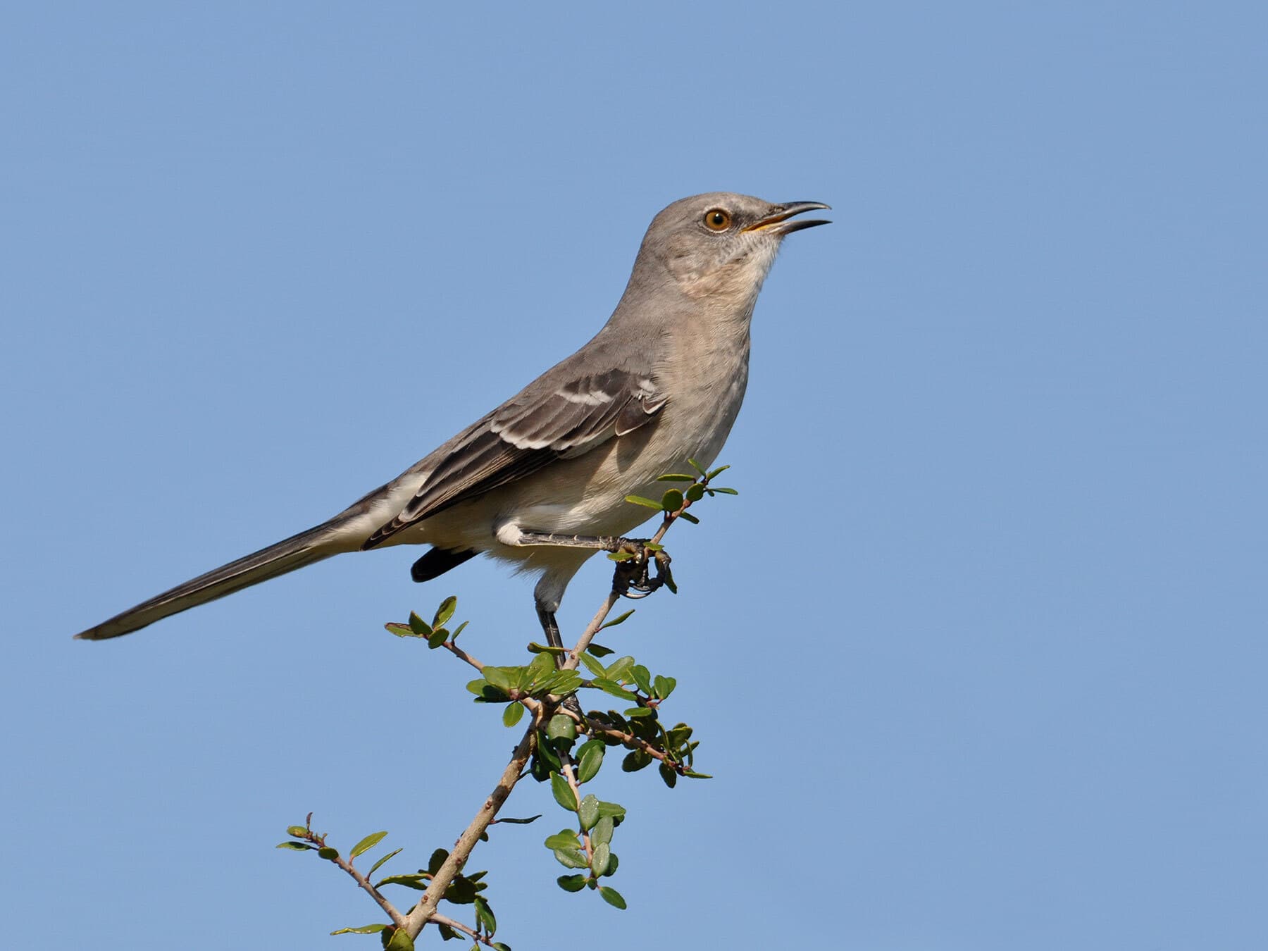 Mockingbird Sounds: Song, Mimicry, Calls and Night Singing