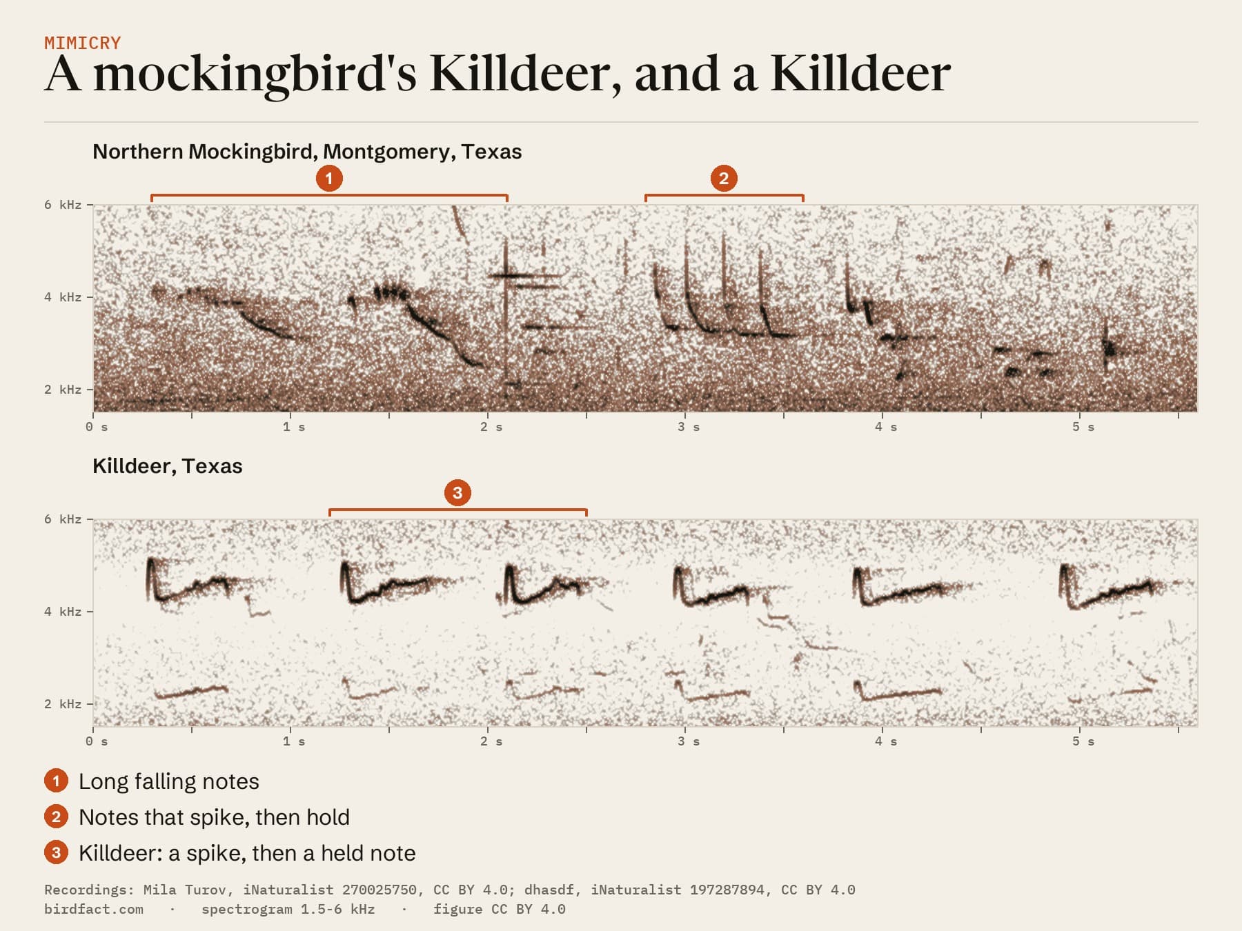 A Northern Mockingbird that the recordist heard copying a Killdeer (above) and a Killdeer (below), both in Texas, on one time scale: (1) the mockingbird's long falling notes; (2) its notes that spike, then hold, near 3.3 kHz; (3) the Killdeer's spike-and-hold calls, higher, near 4.3 to 4.6 kHz.