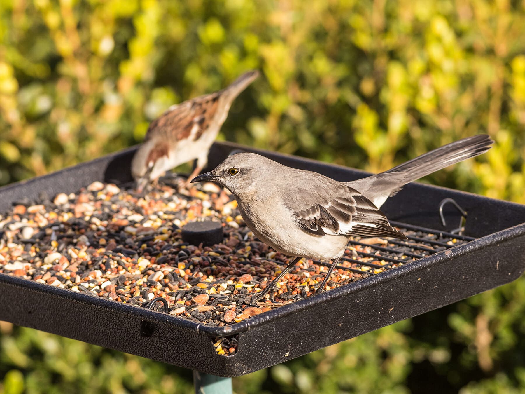 Northern mockingbird on feeder