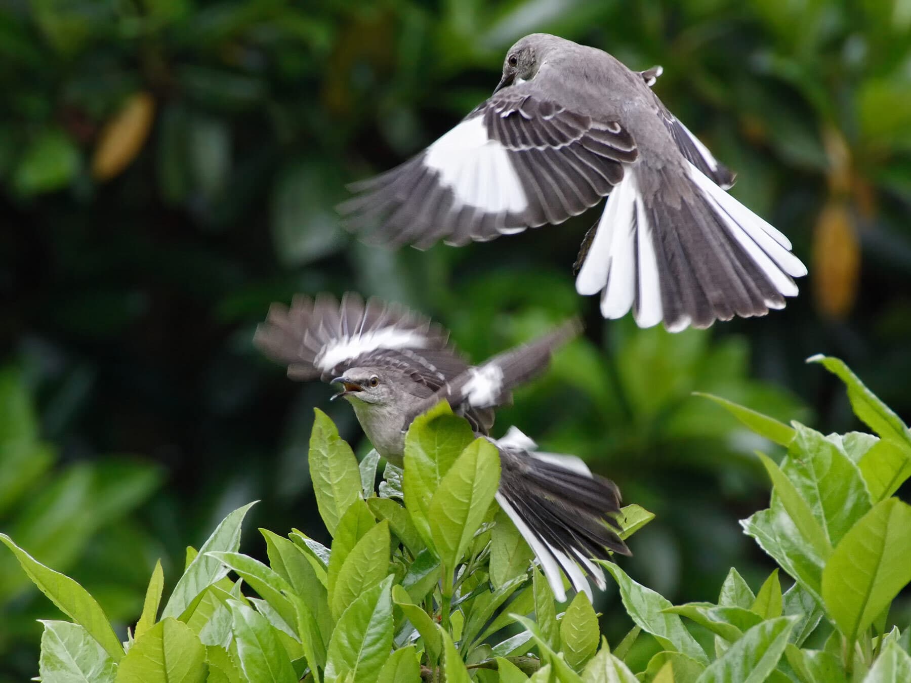 One Northern Mockingbird flying over another, white wing patches spread