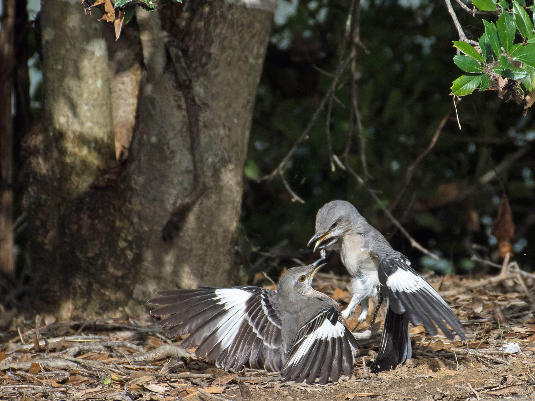 Two Northern Mockingbirds fighting on the ground. Each member of a pair chases off intruders of its own sex